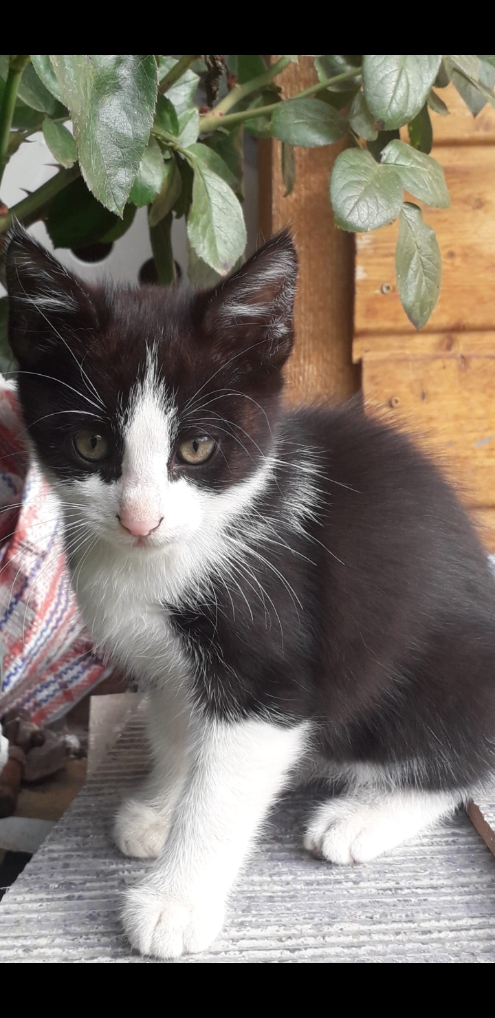 Adoptati o fetită jucăușă
