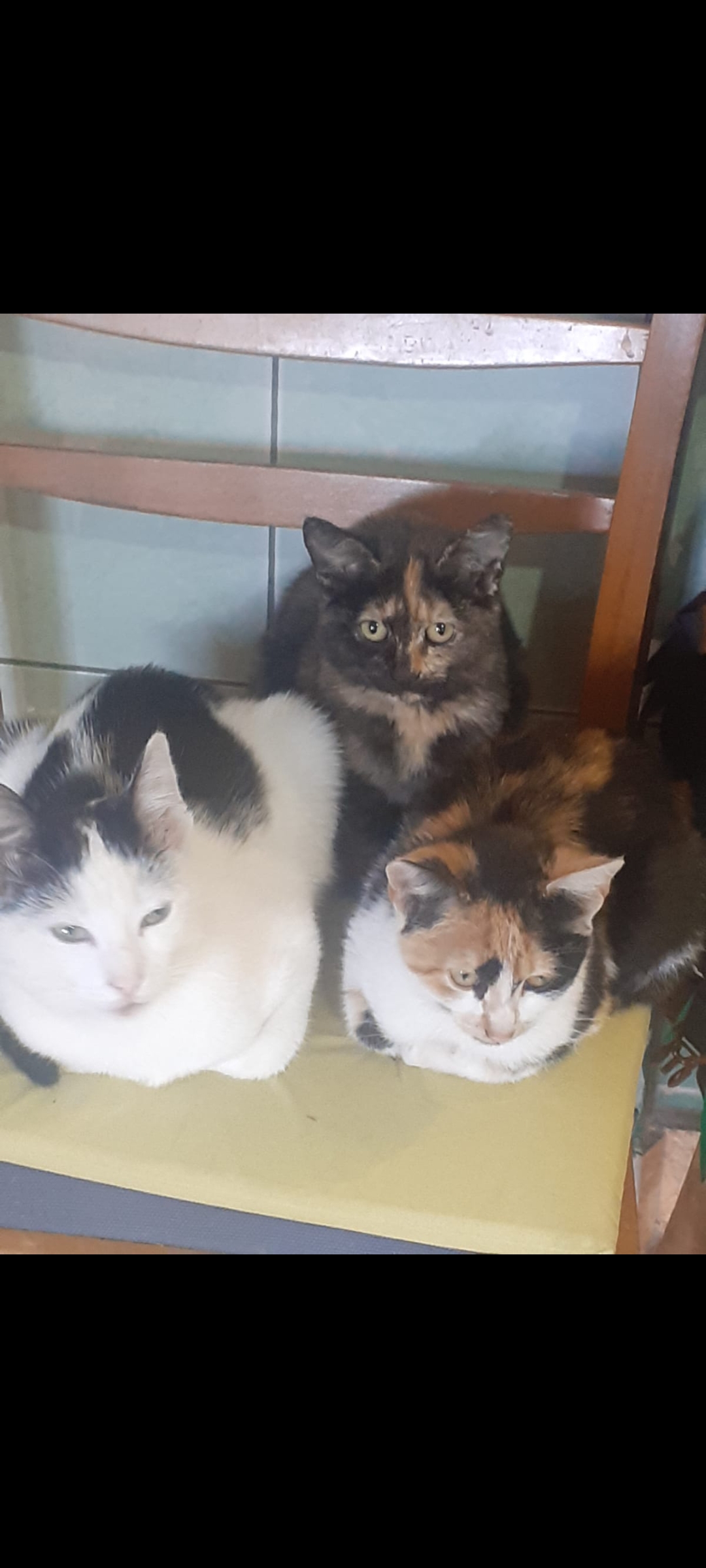 Cautam stapani iubitori de animale