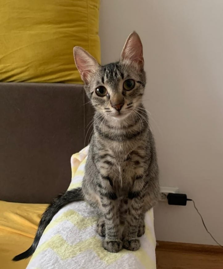 Tiggy Atata inocenta! Atata delicatete!