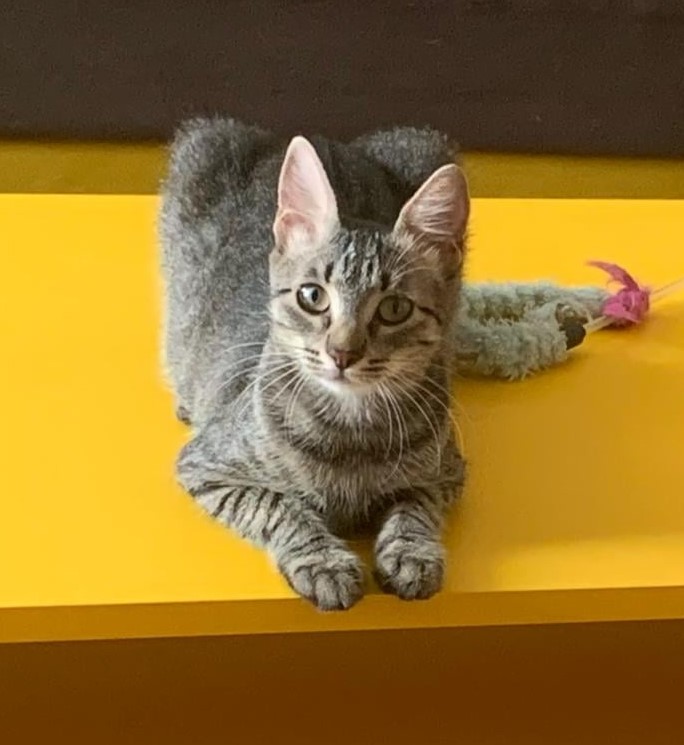 Tiggy Atata inocenta! Atata delicatete!