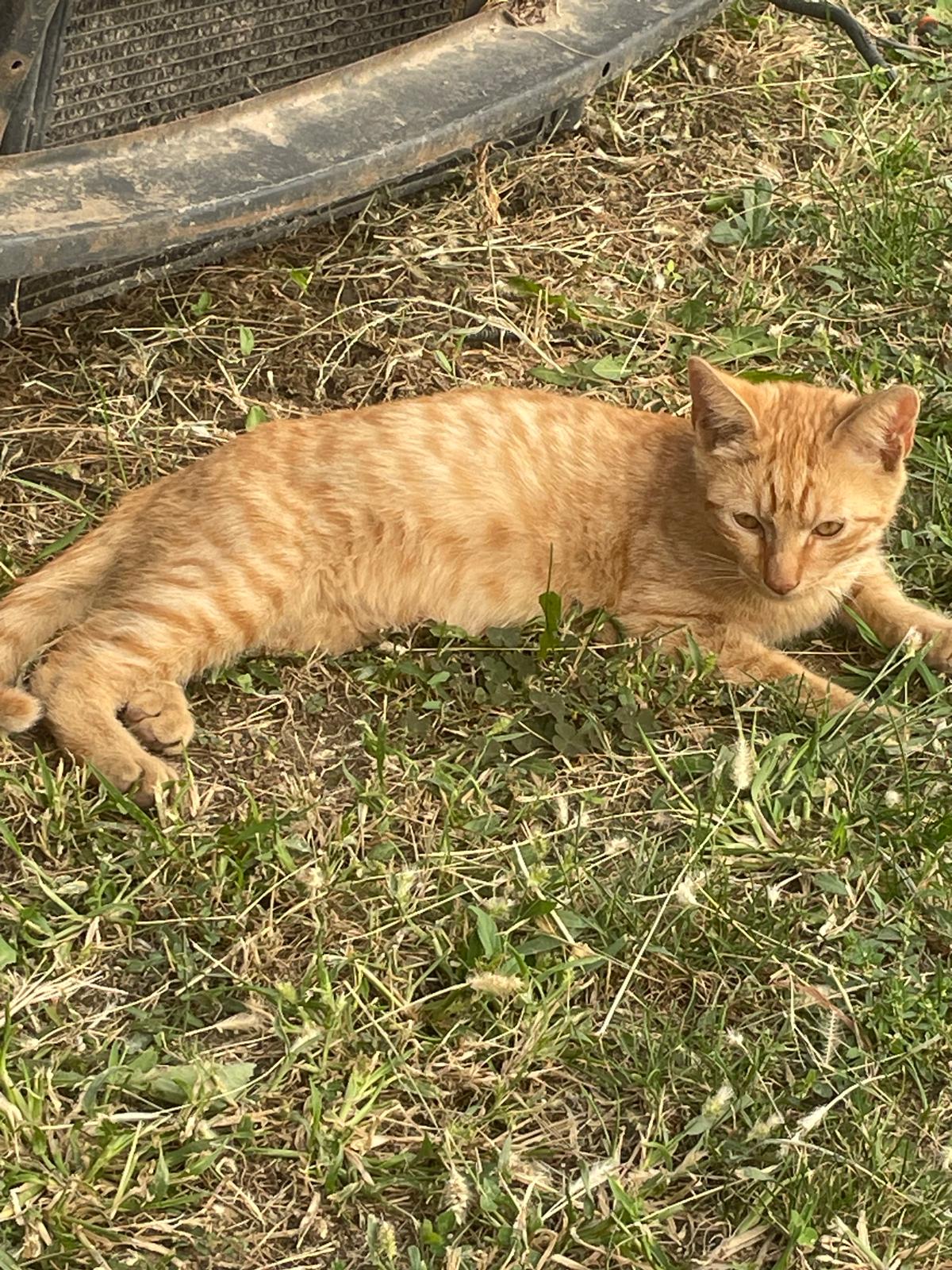 pisic portocaliu pentru adoprie