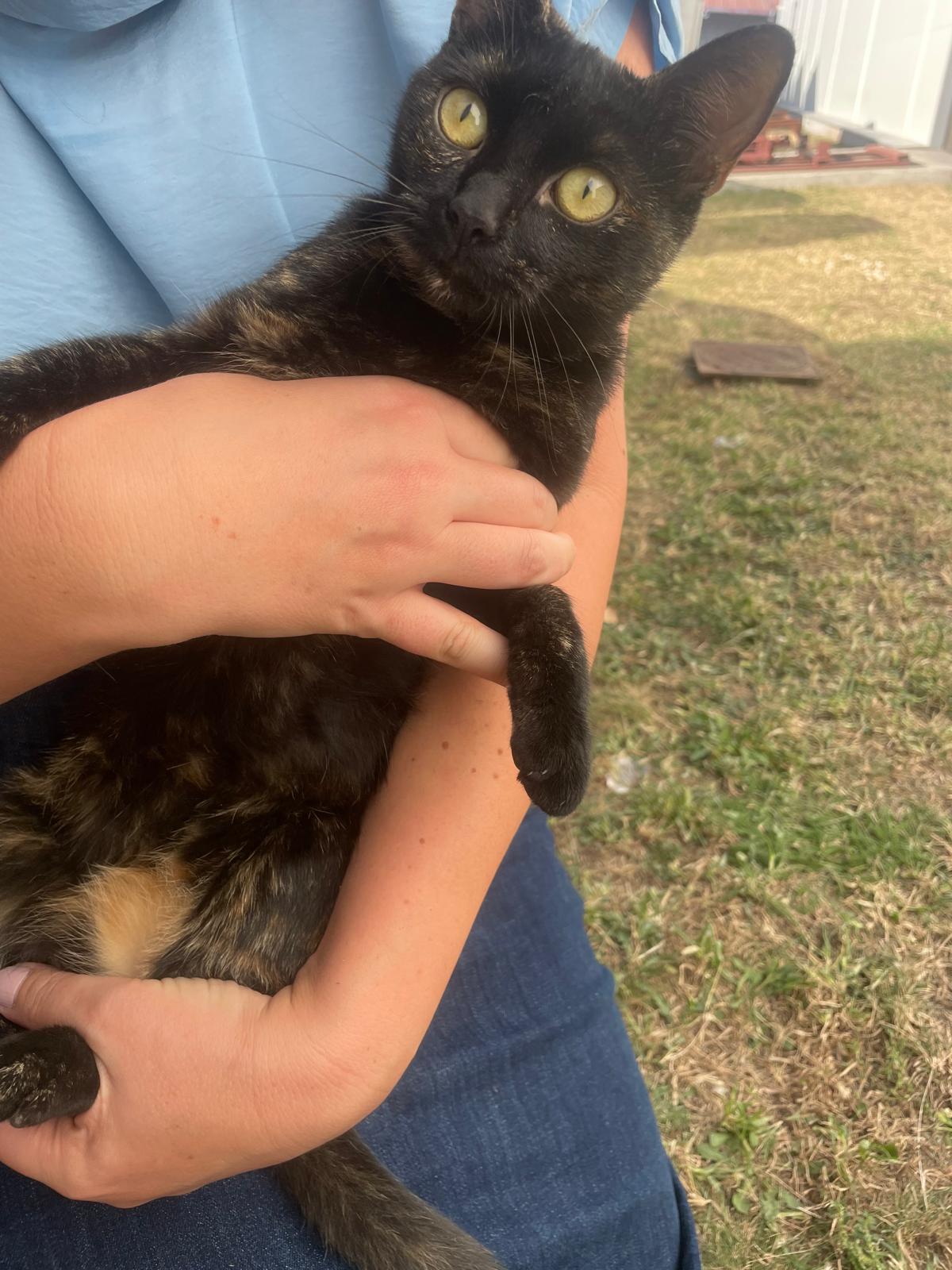 pentru adoptie pisica tortoiseshell