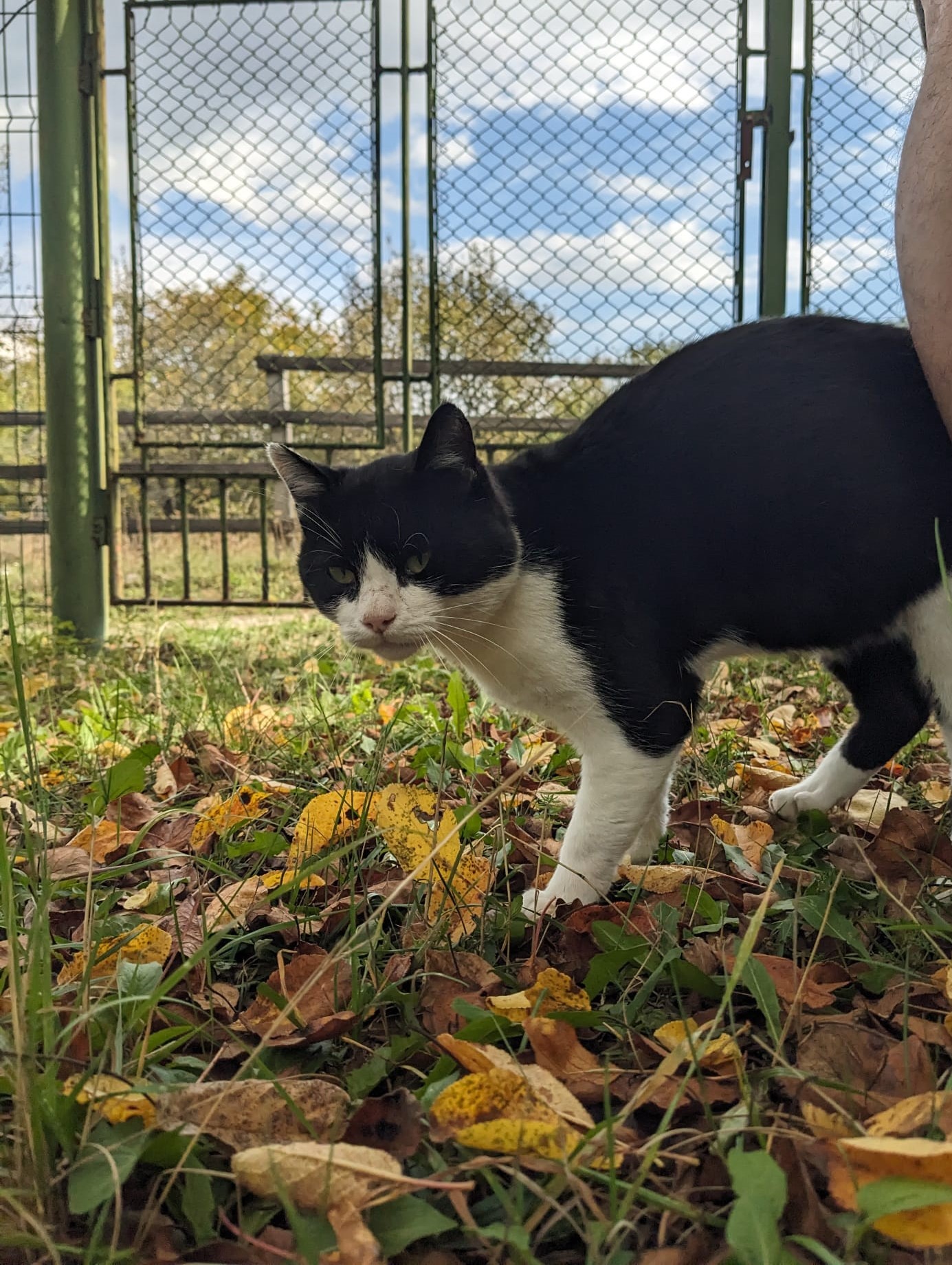 Zoro pentru adoptie (asiguram transport si sterilizare)