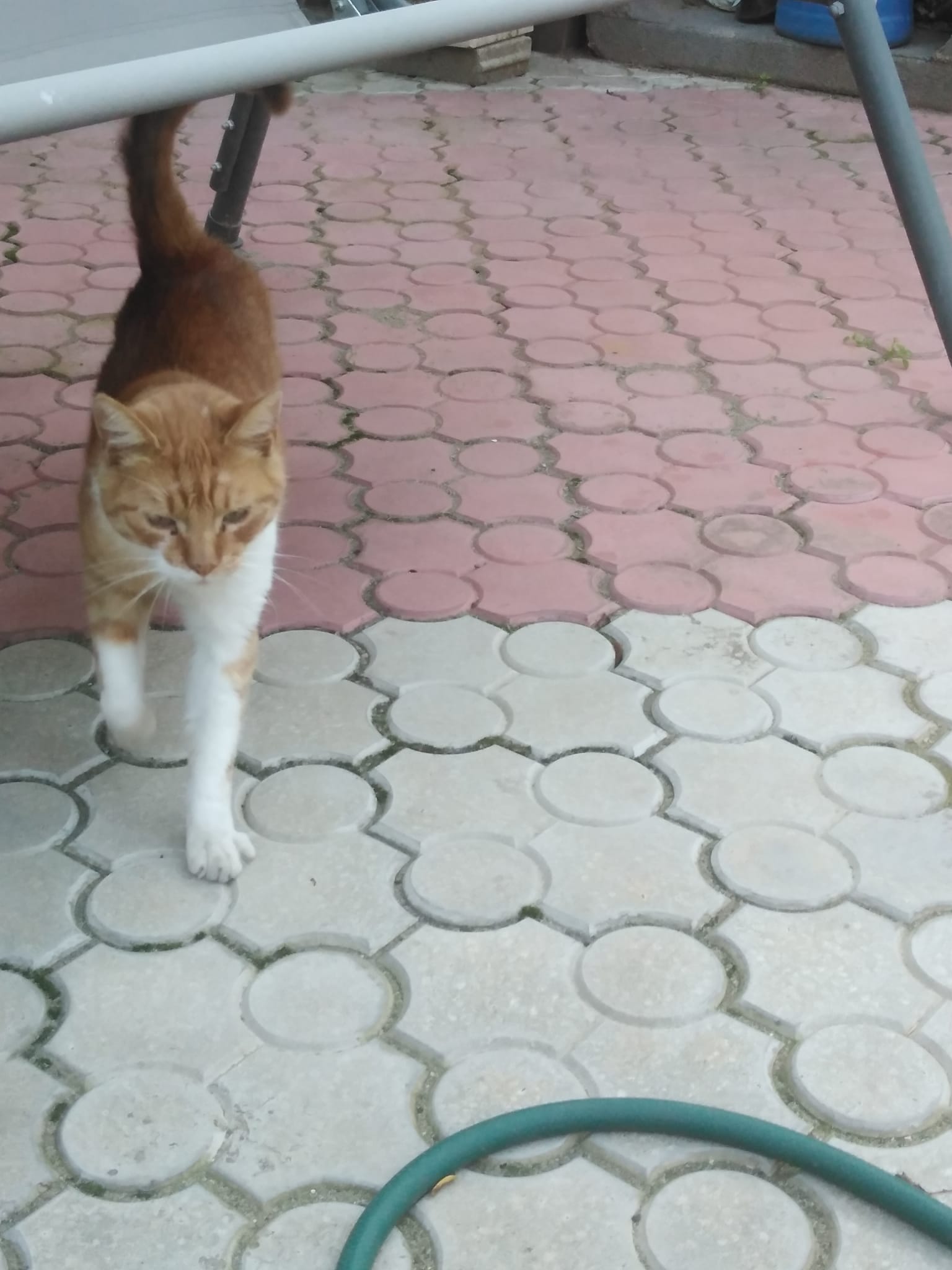motan portocaliu si pisica calico