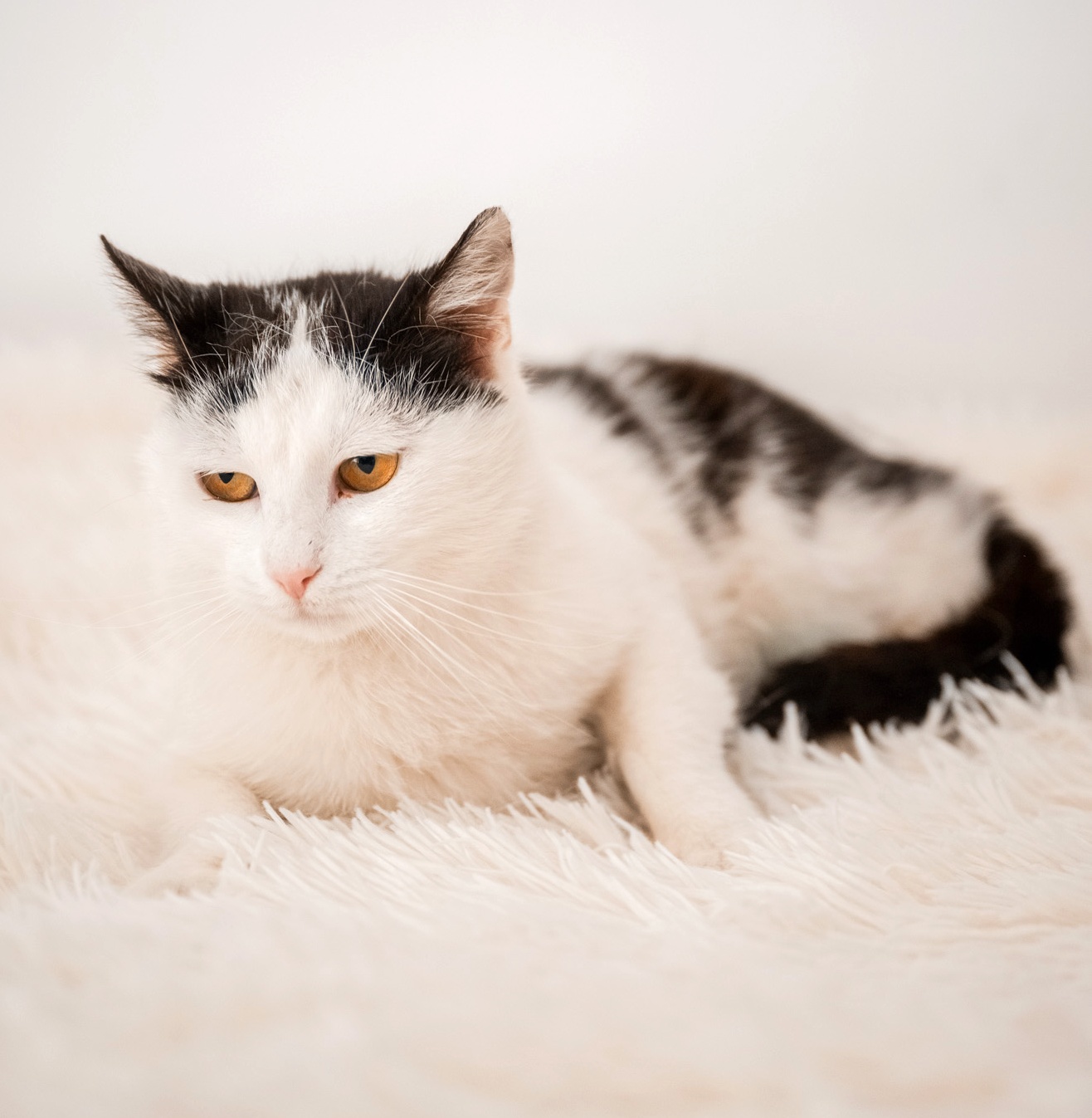 Stela te va iubi cu toată ființa ei dacă o adopți