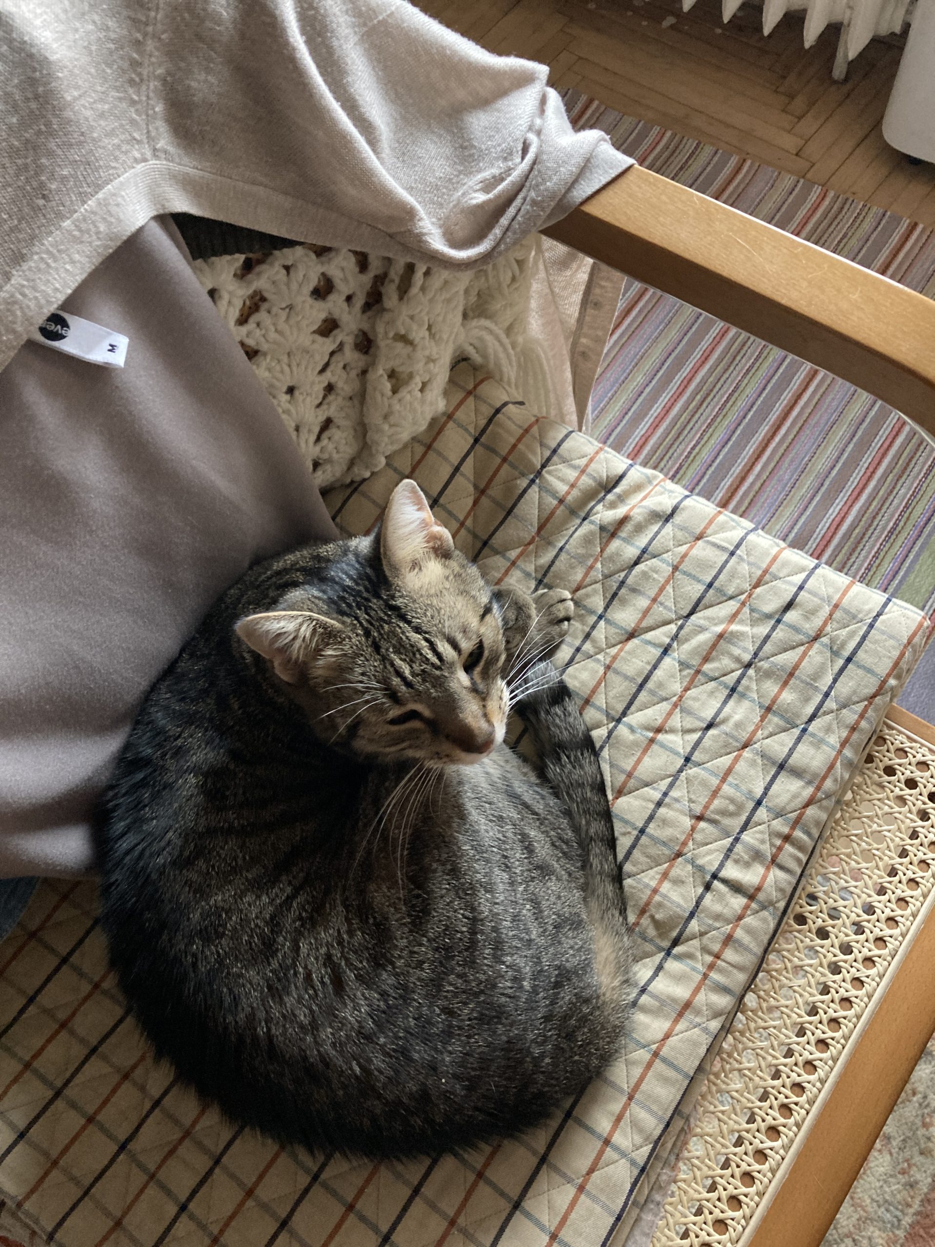Dau spre adopție o pisicuță și un  motanel de 6 ani,sterilizați și vaccinați, cuminți și torcatori.