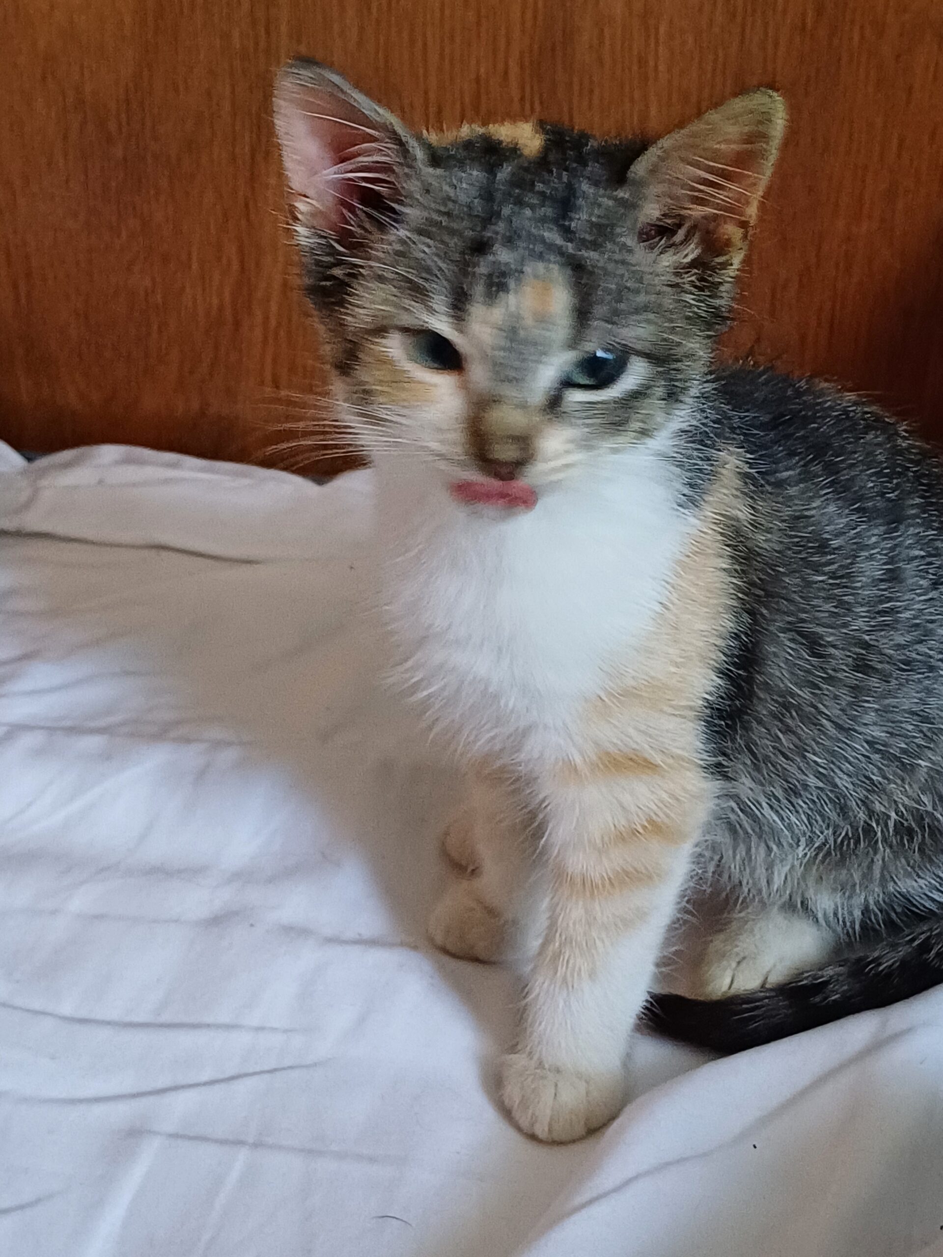 Pisicuta tigrata de adoptat Bucuresti