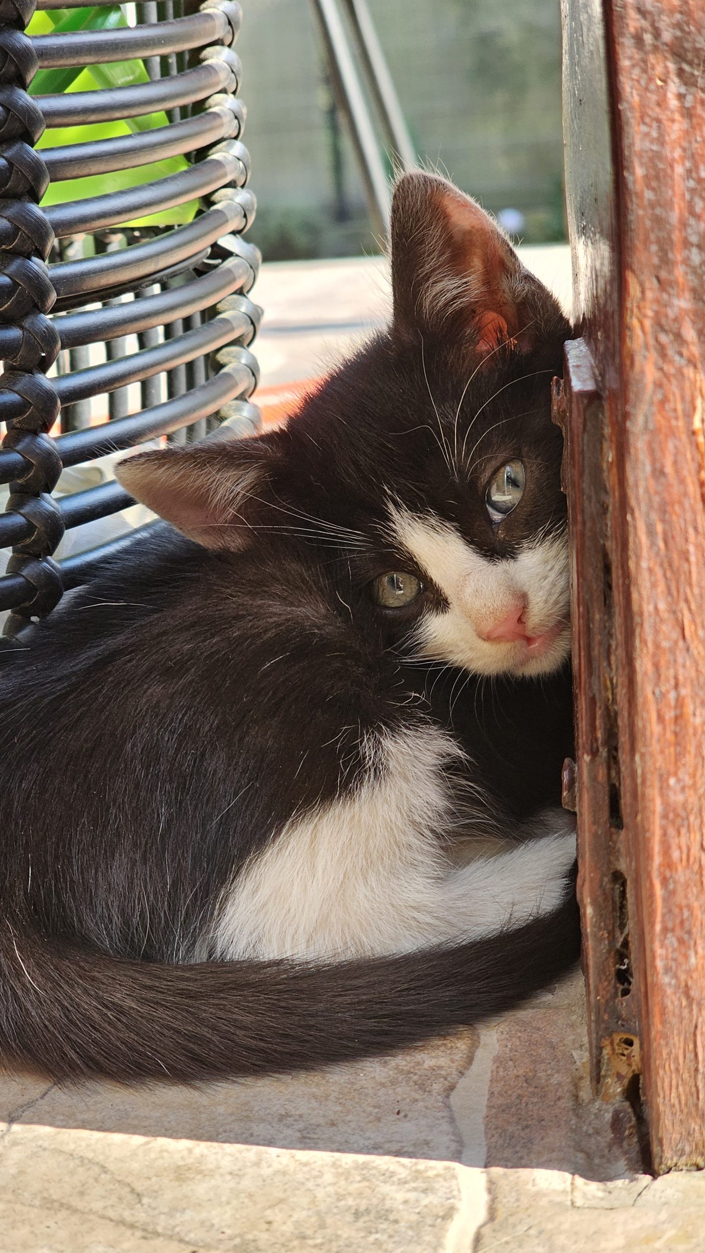 Adopție motanel 3 luni