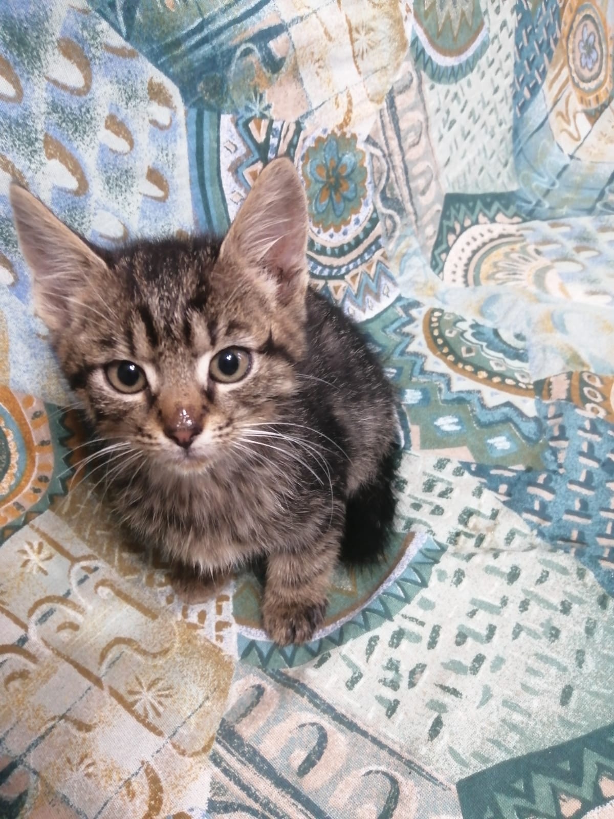 7 pisoiasi pentru adoptie (Bacau)