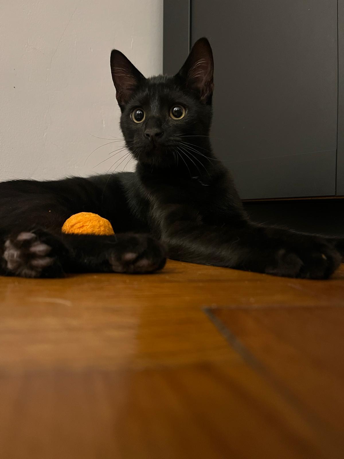 🐱 Doi frățiori adorabili își caută o familie împreună! 🐾