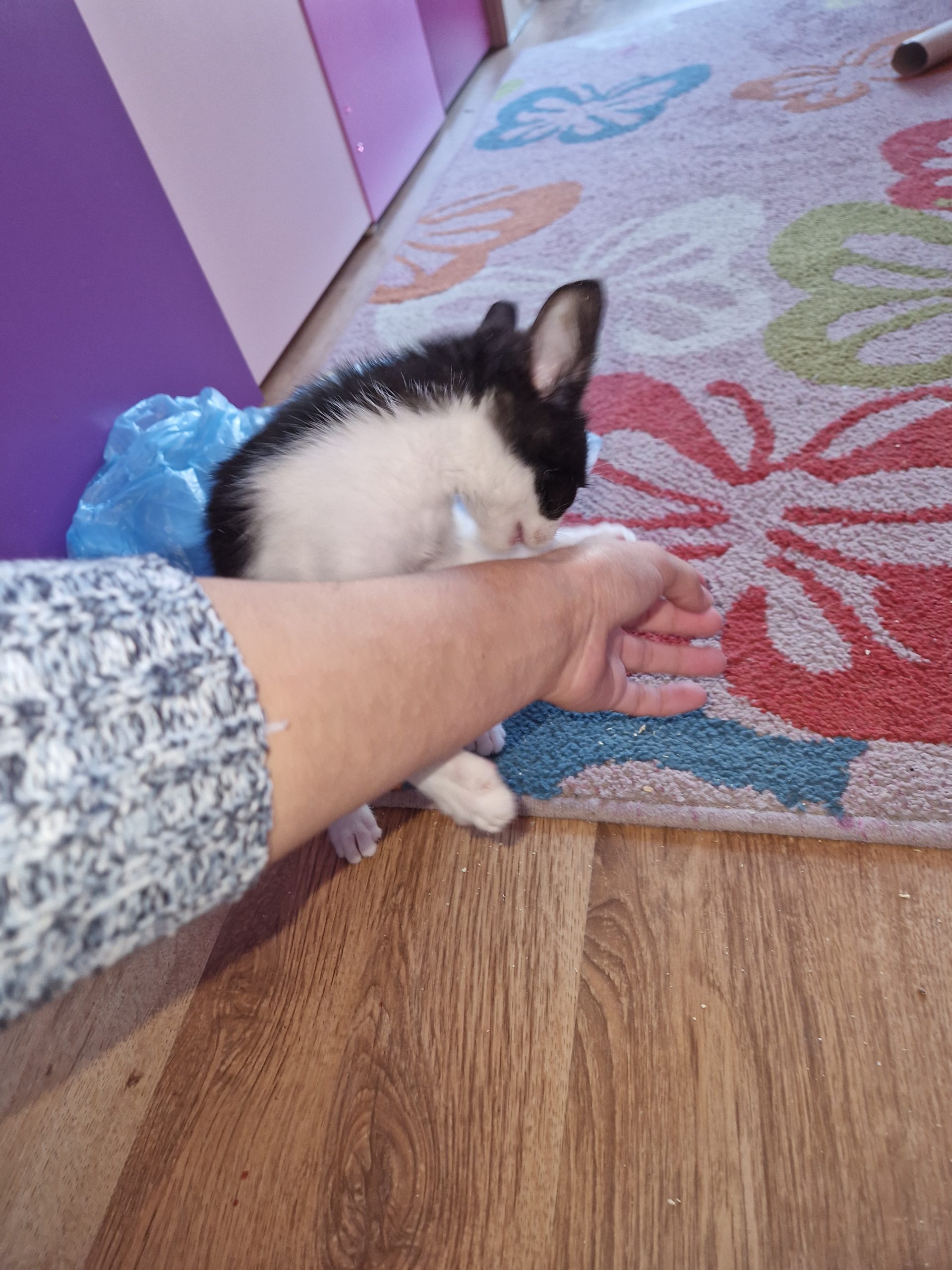 Leyla jucăușă și drăgălașă