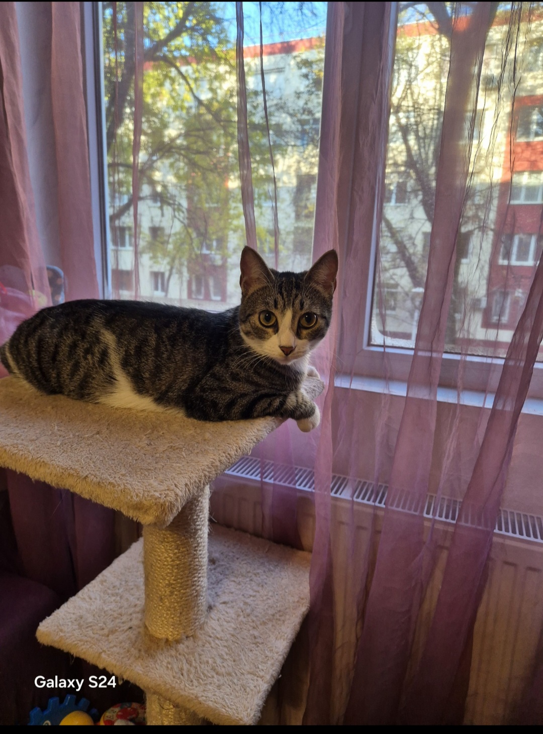 Mitzi are nevoie de un camin