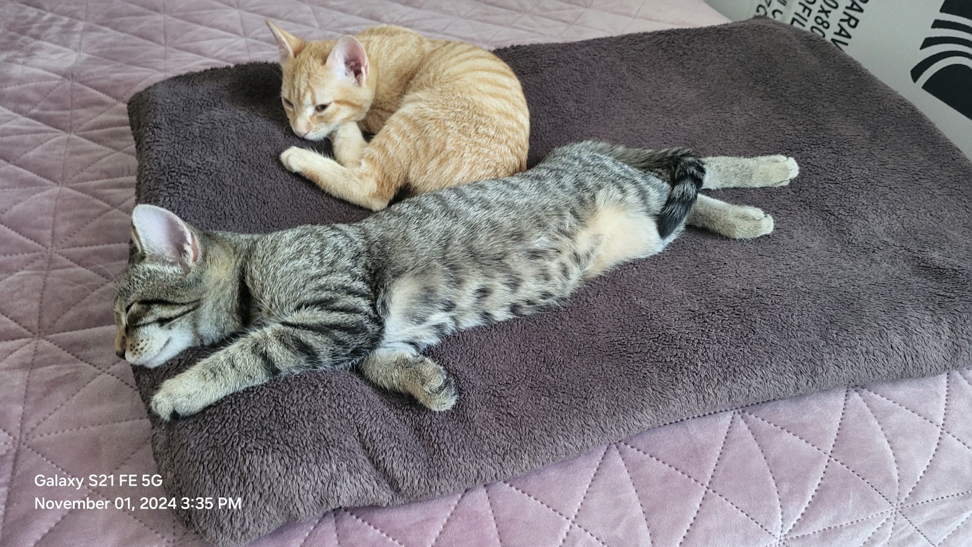 Zoro, motanelul adorabil gri de 3 luni