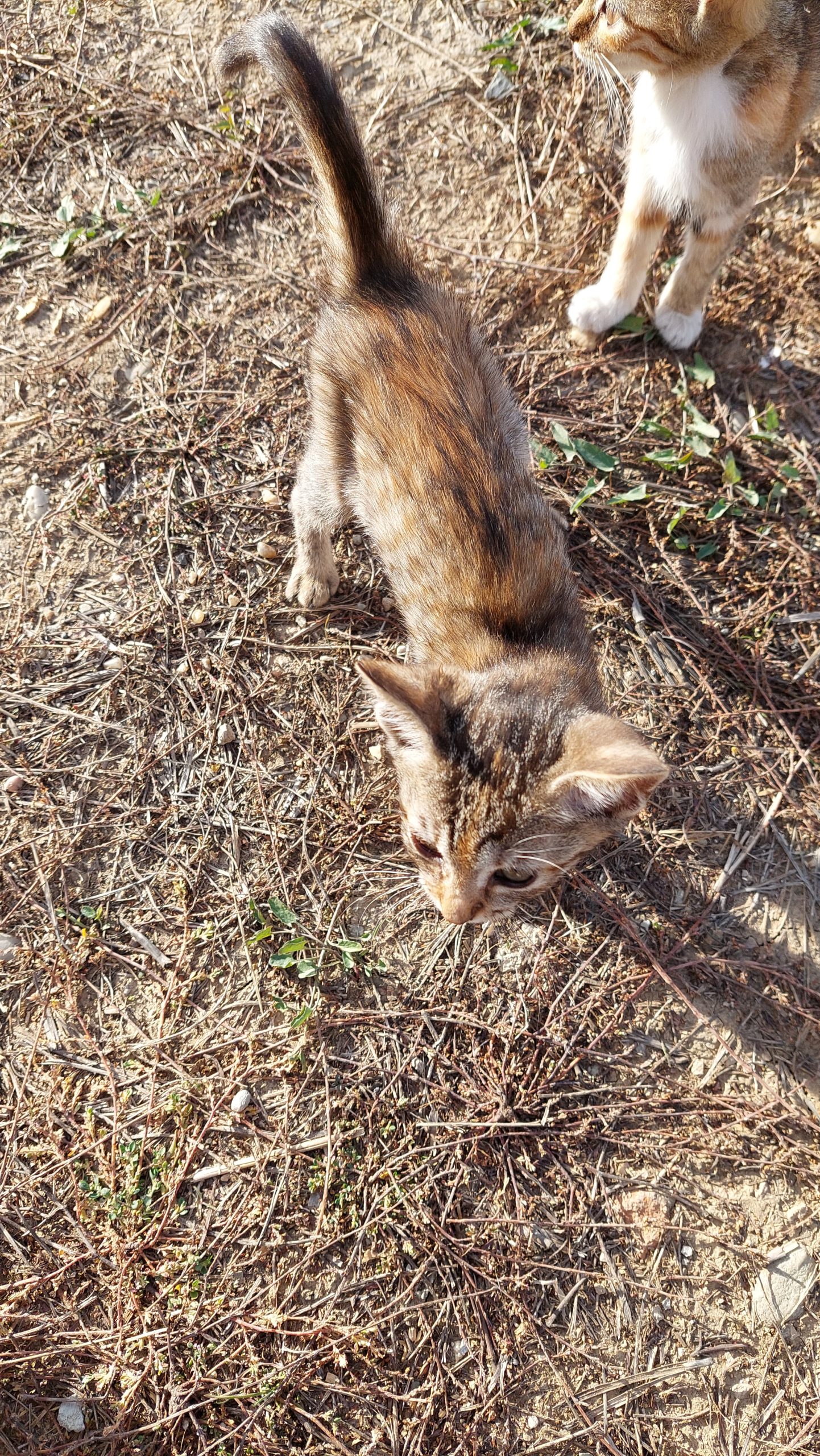 Pui pisica de adoptie