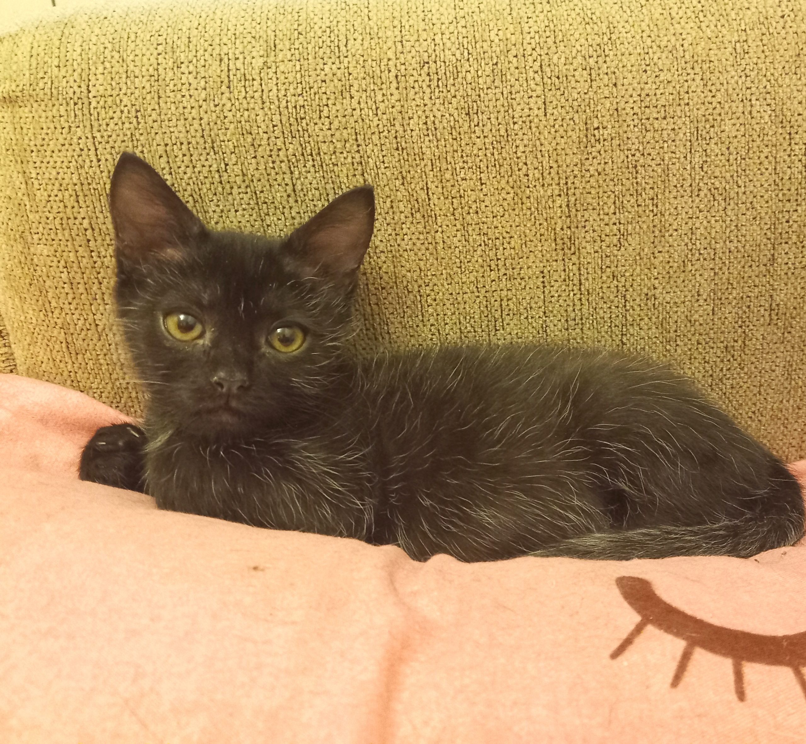 Glucoză te va iubi infinit dacă îl adopți