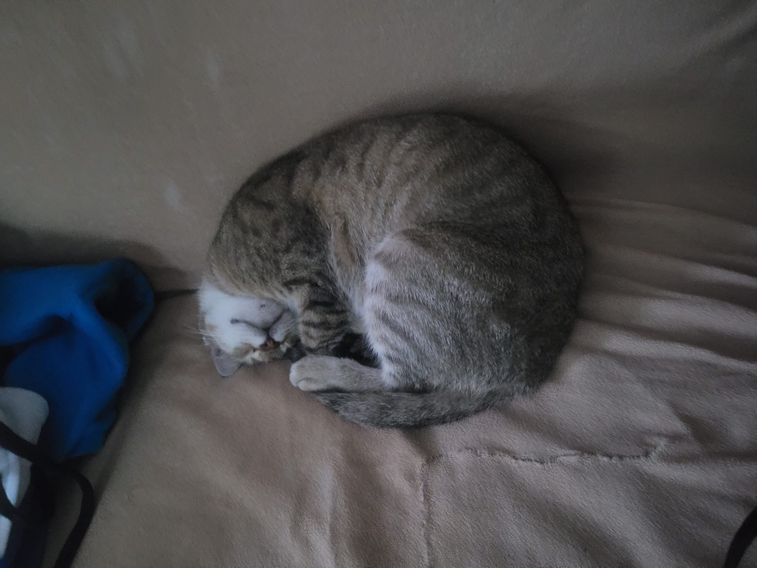 Cautam casuta iubitoare