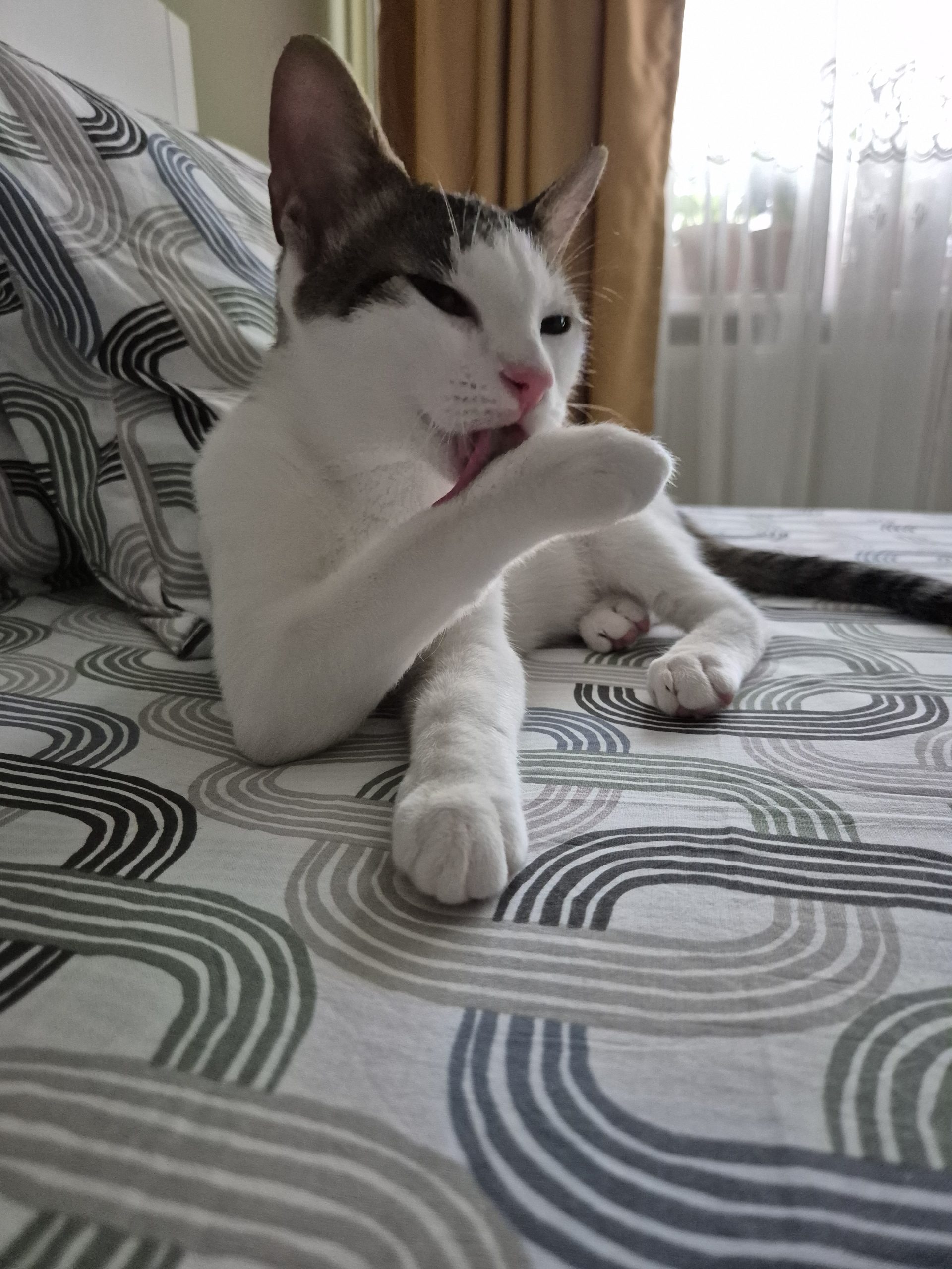 Motanul Priză (zis si Surubel)