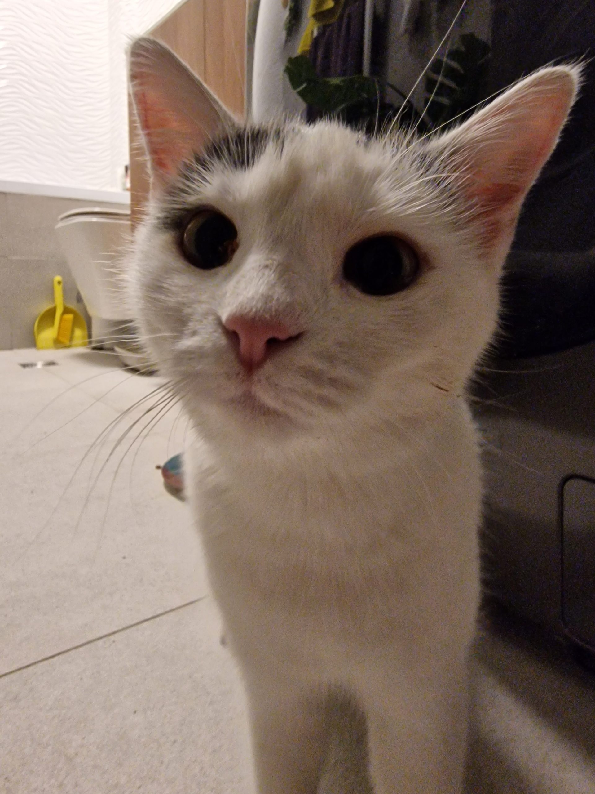 Tofu își cauta o familie