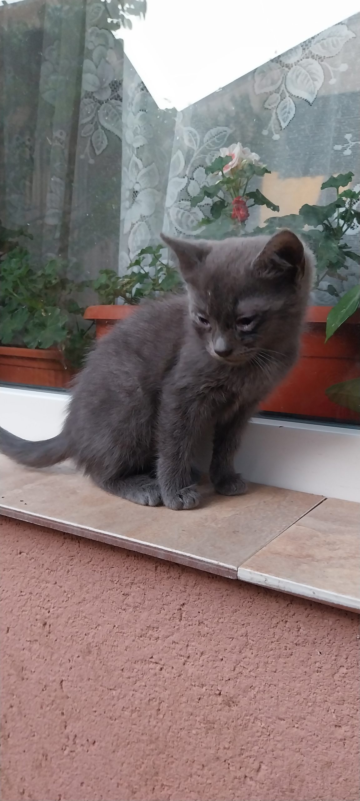 Pisica draguta , cenusie (fata), in cautare de casa