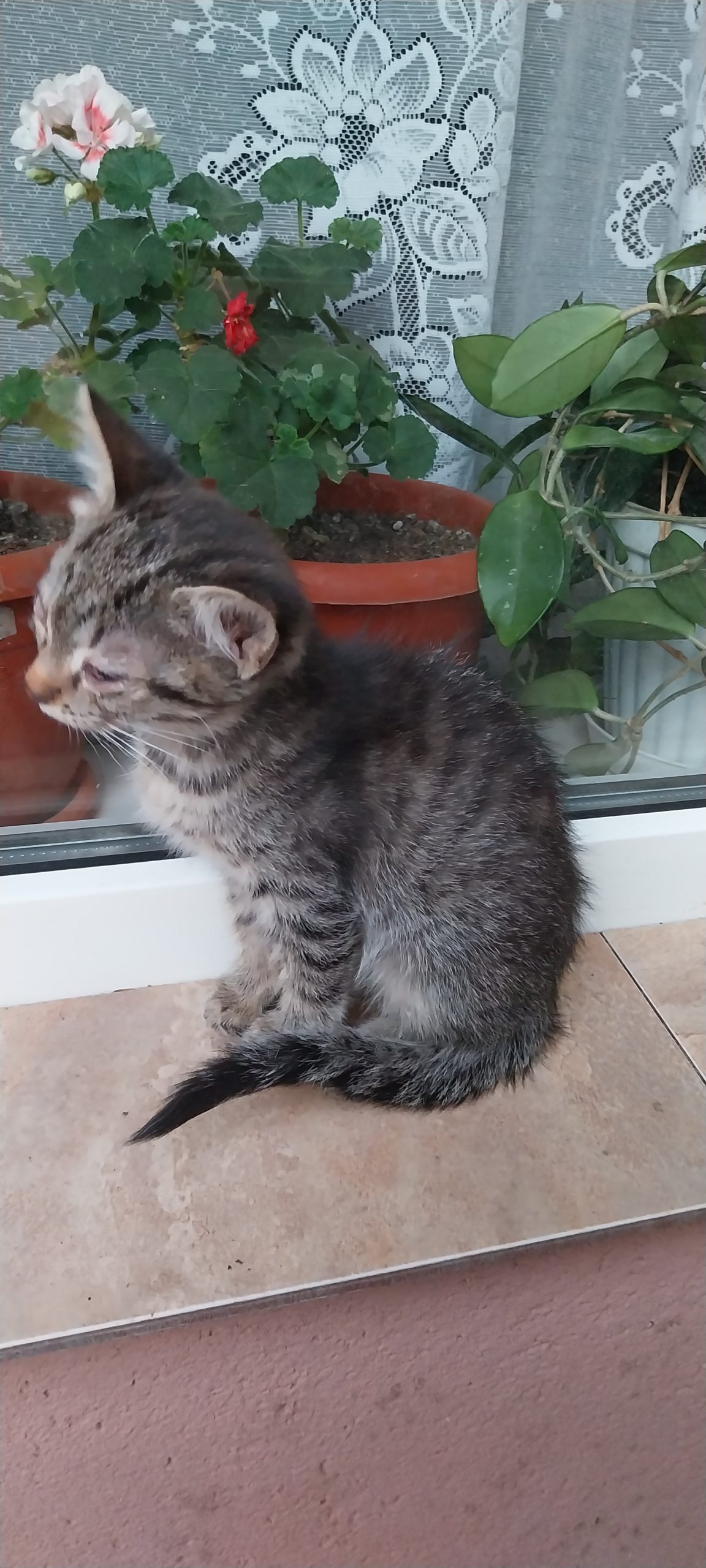 Pisica draguta tigrata (fata) , in cautare de casa
