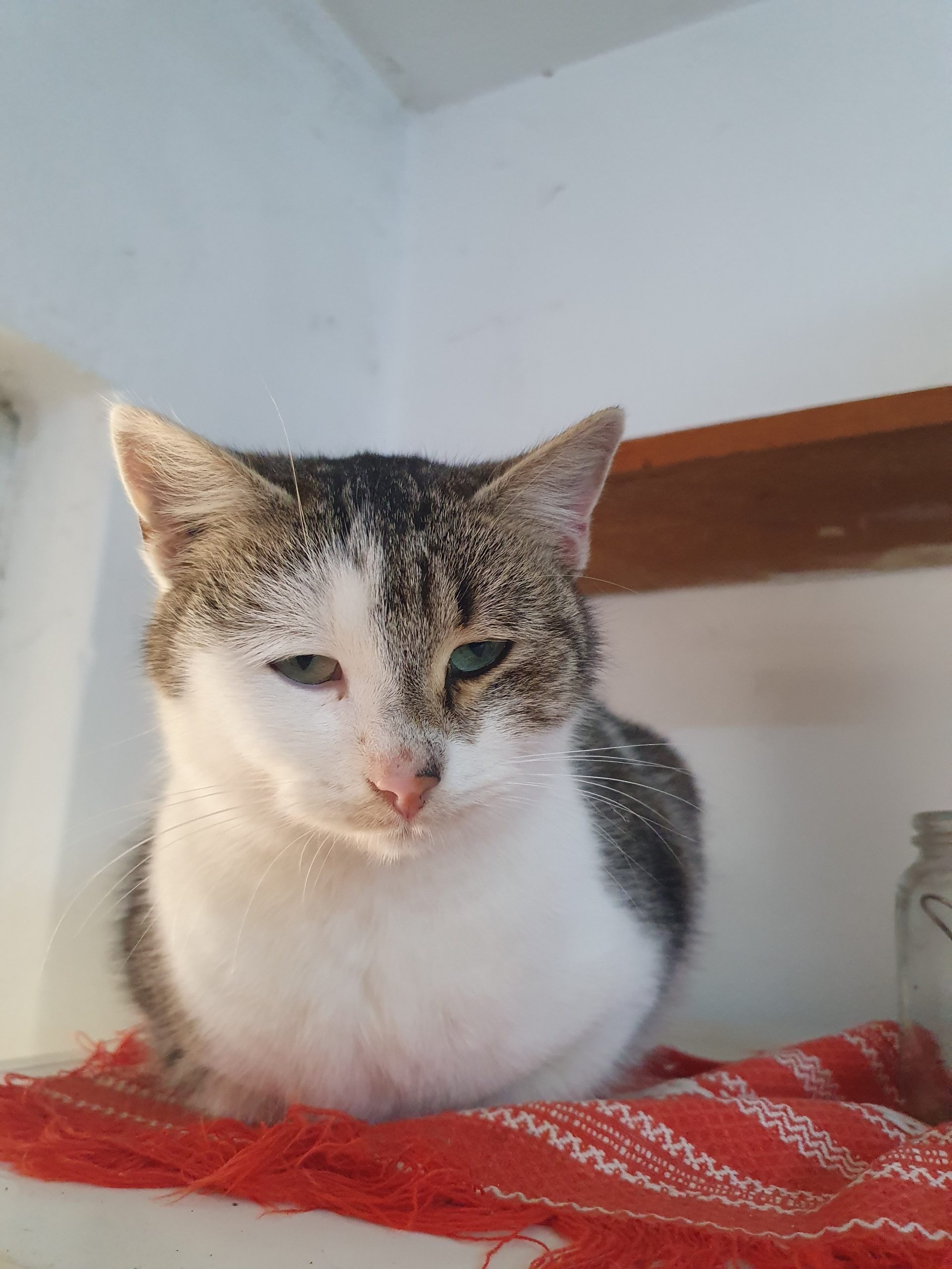 Bella, cea cu glas de soprana