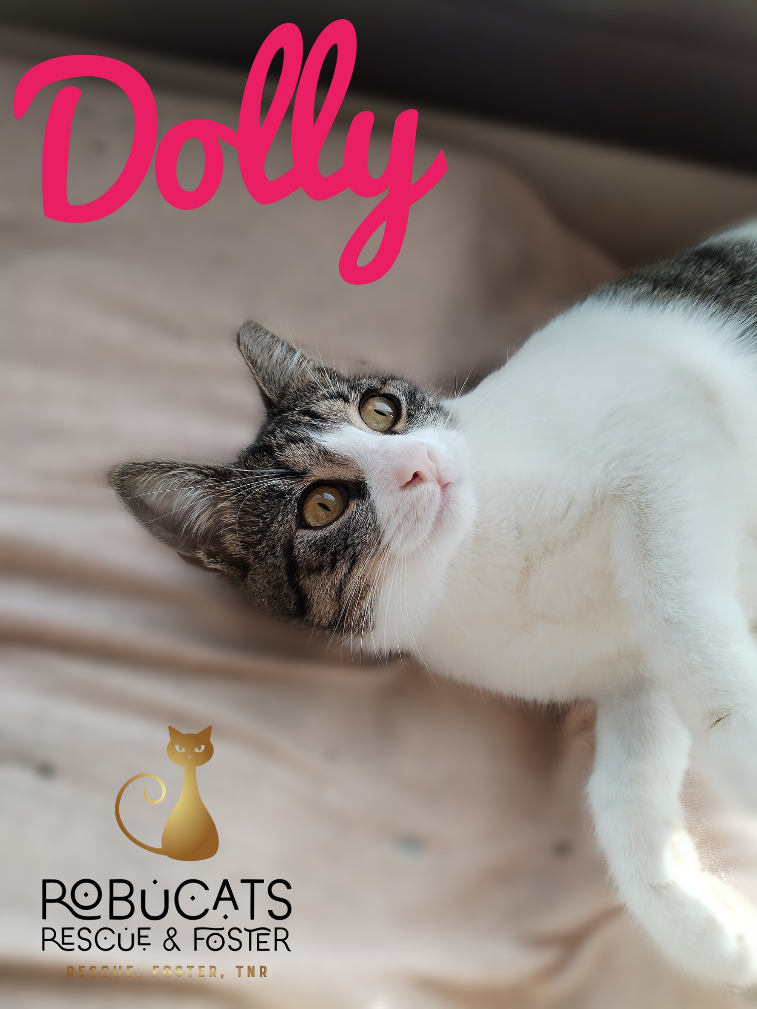 DOLLY, o păpușică frumoasă și iubitoare