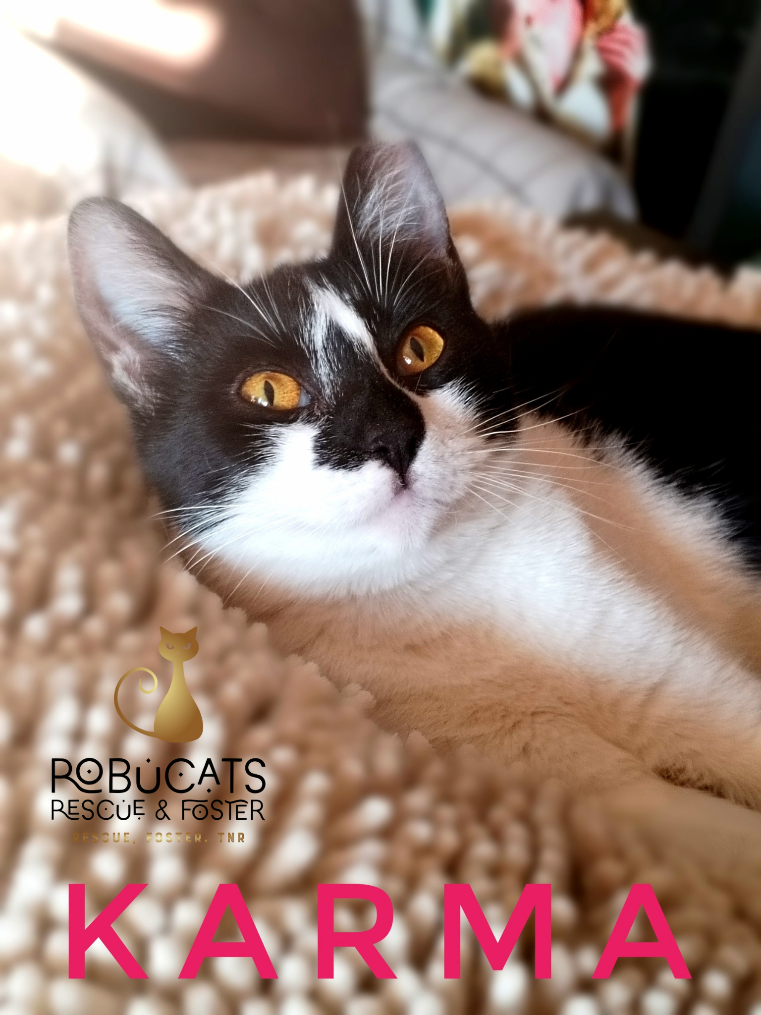 Două surioare adorabile își caută căsuță împreună