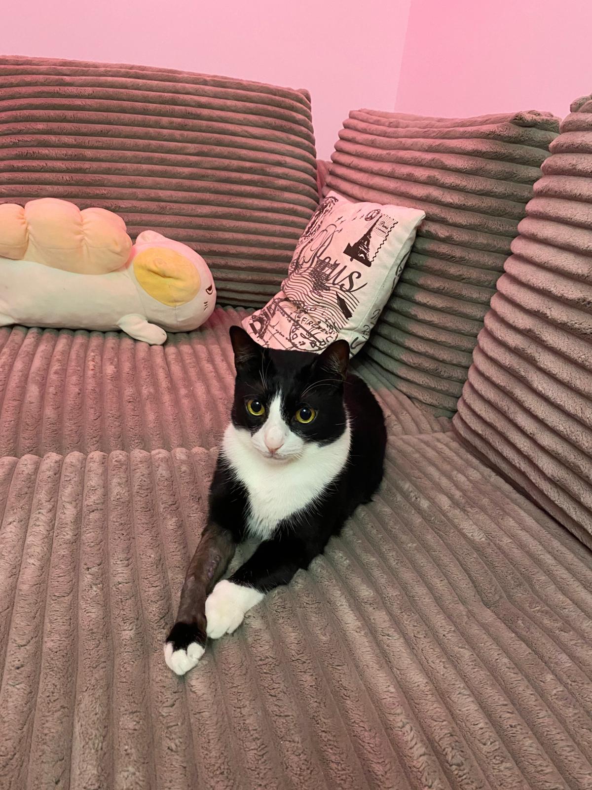Adoptie pisica alb negru castrata