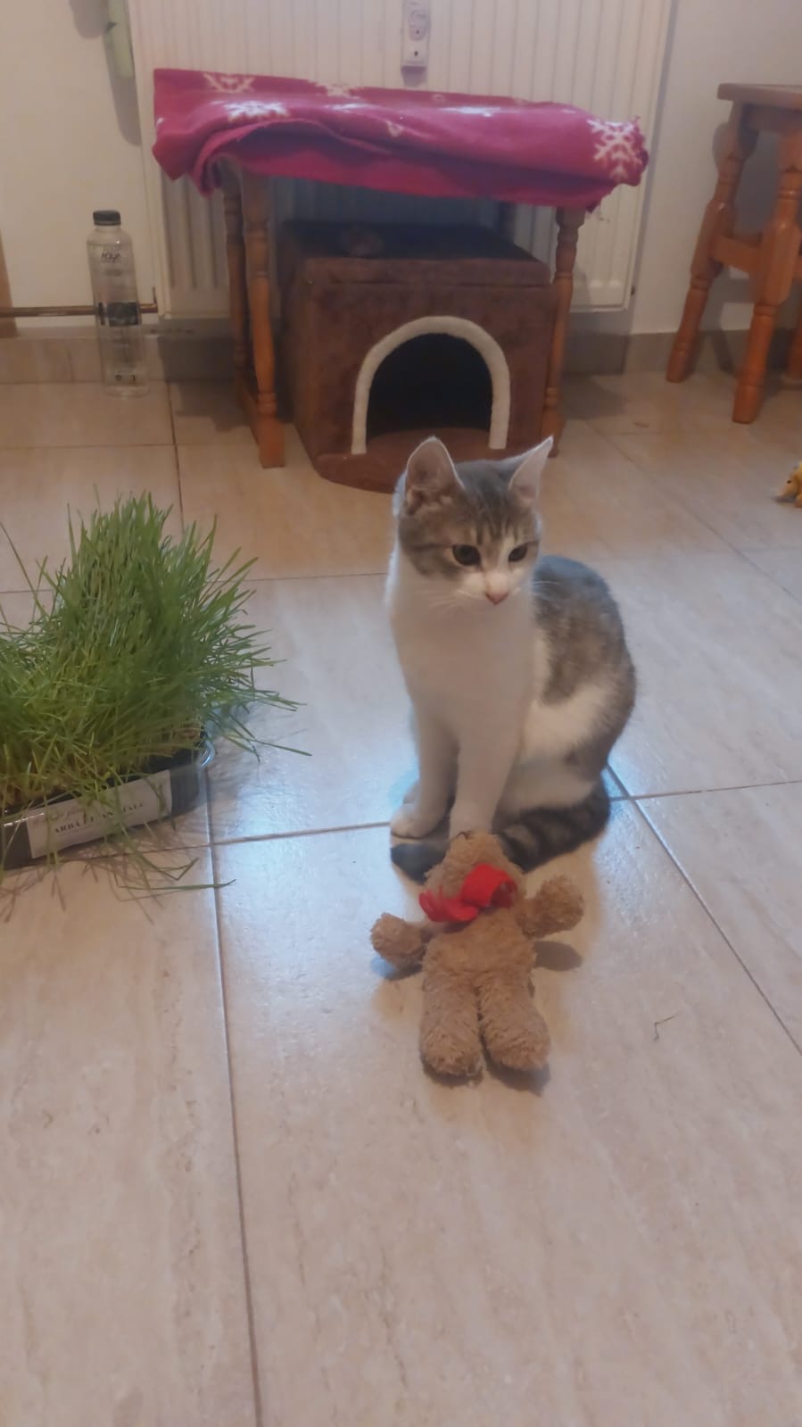 Tilly