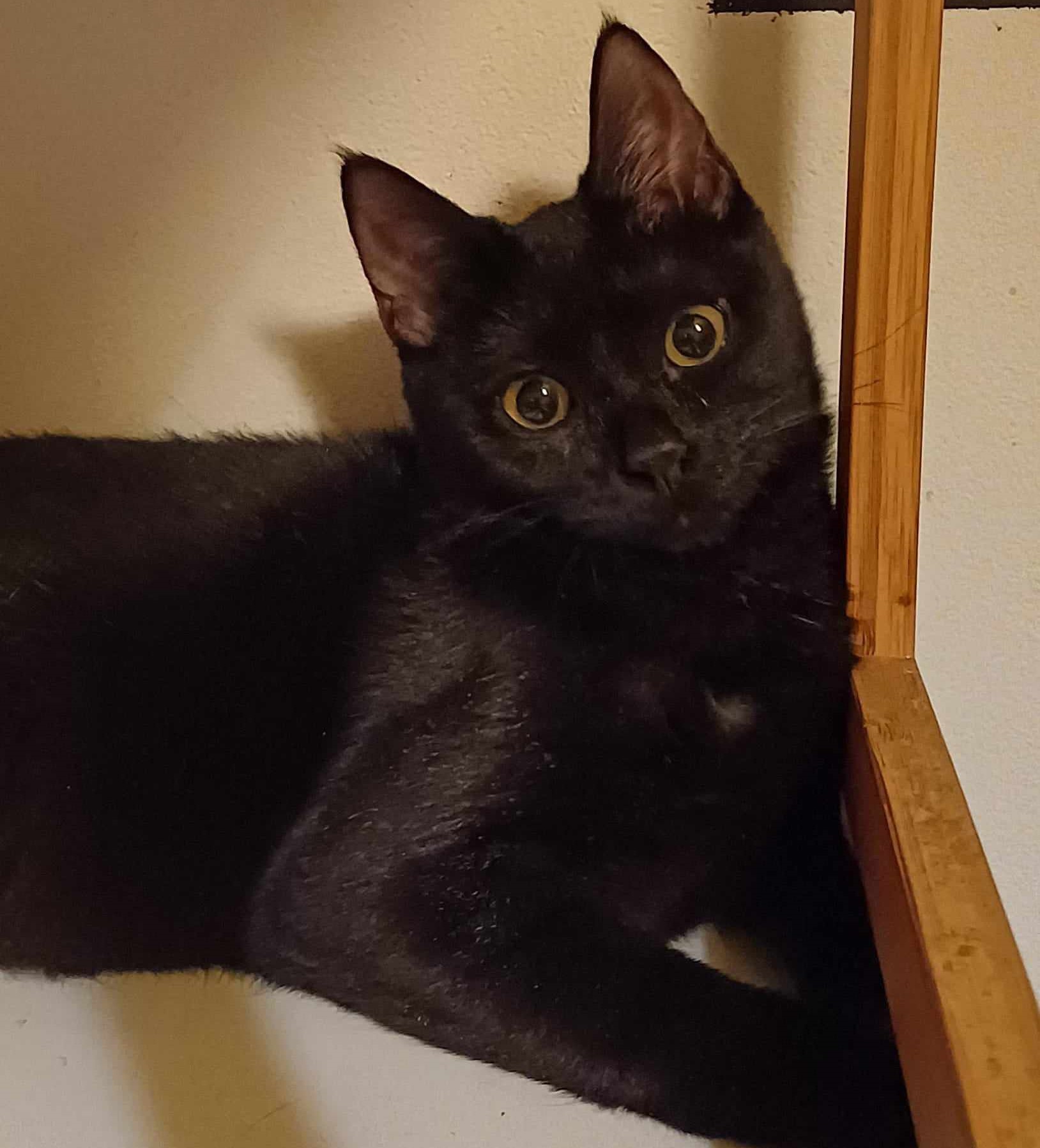 Willow