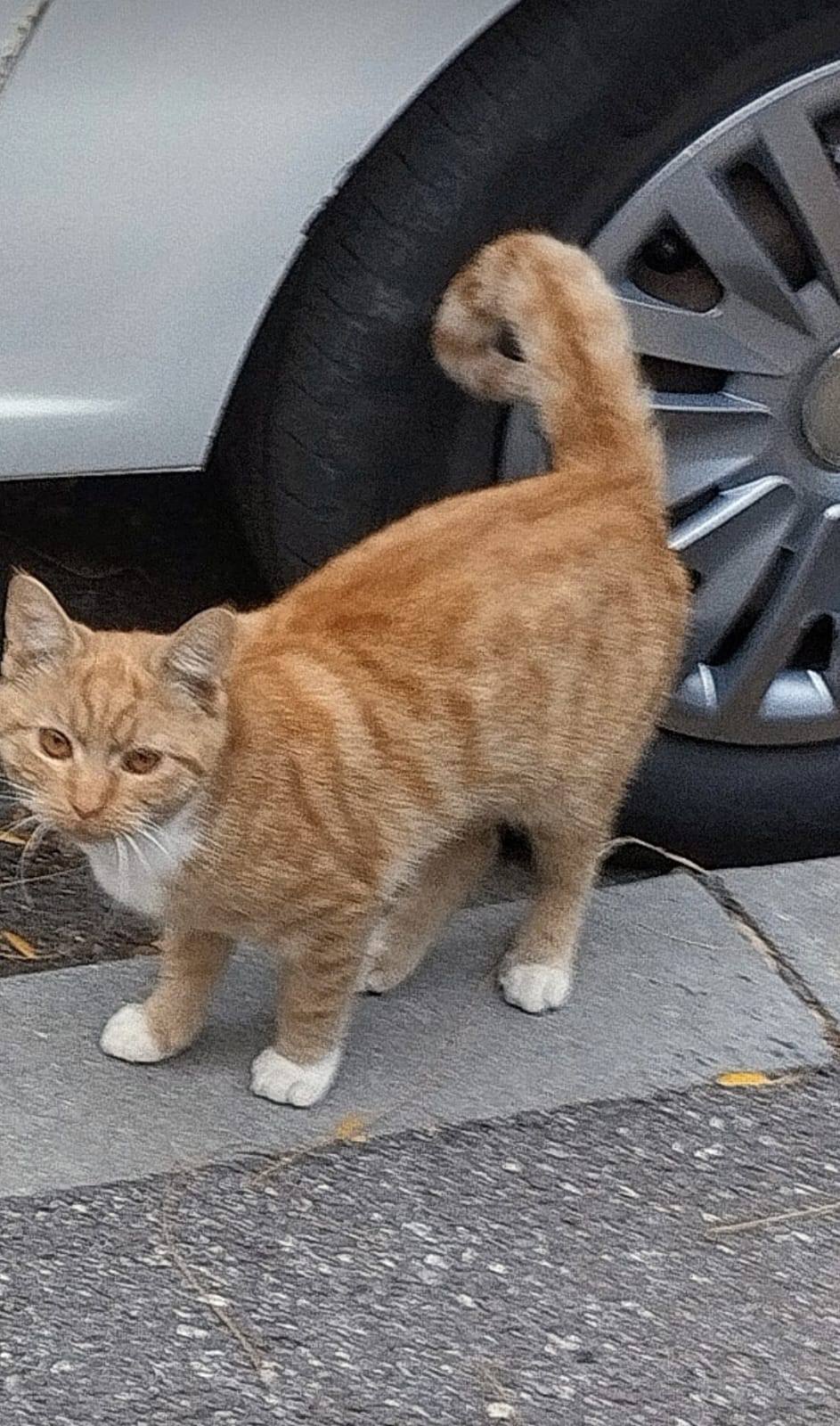 5 pisoi isi cauta casute primitoare