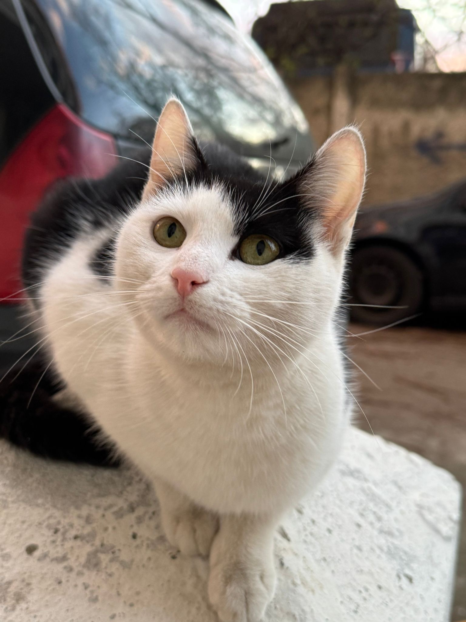 Adoptie urgenta
