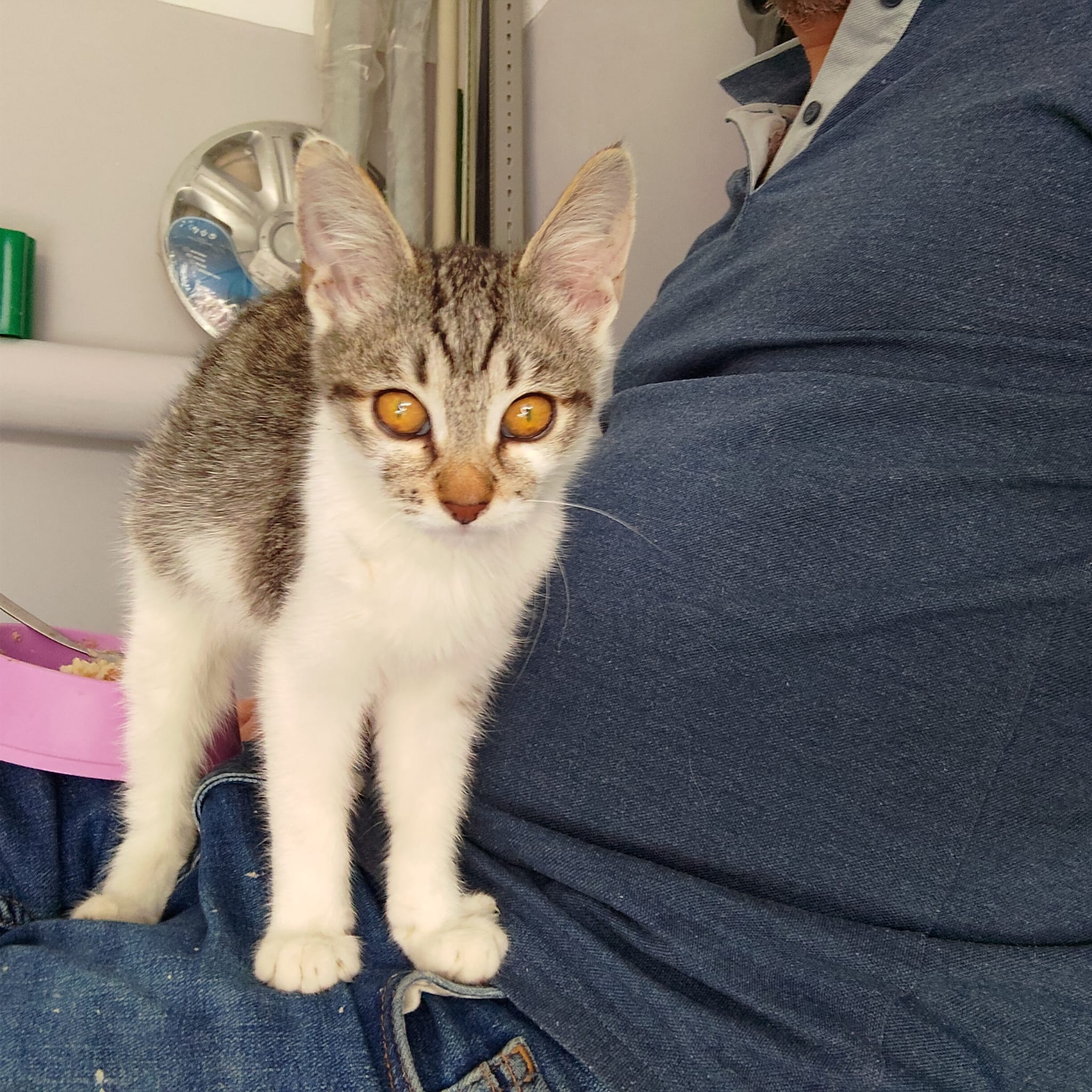 Pisoi de buzunar – Adopta-l pe Harley