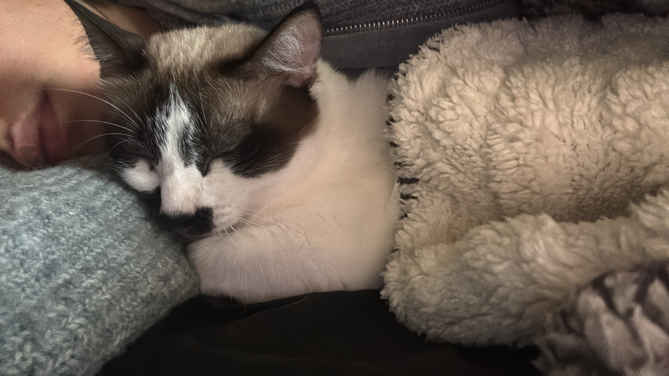 Adopție metis Ragdoll