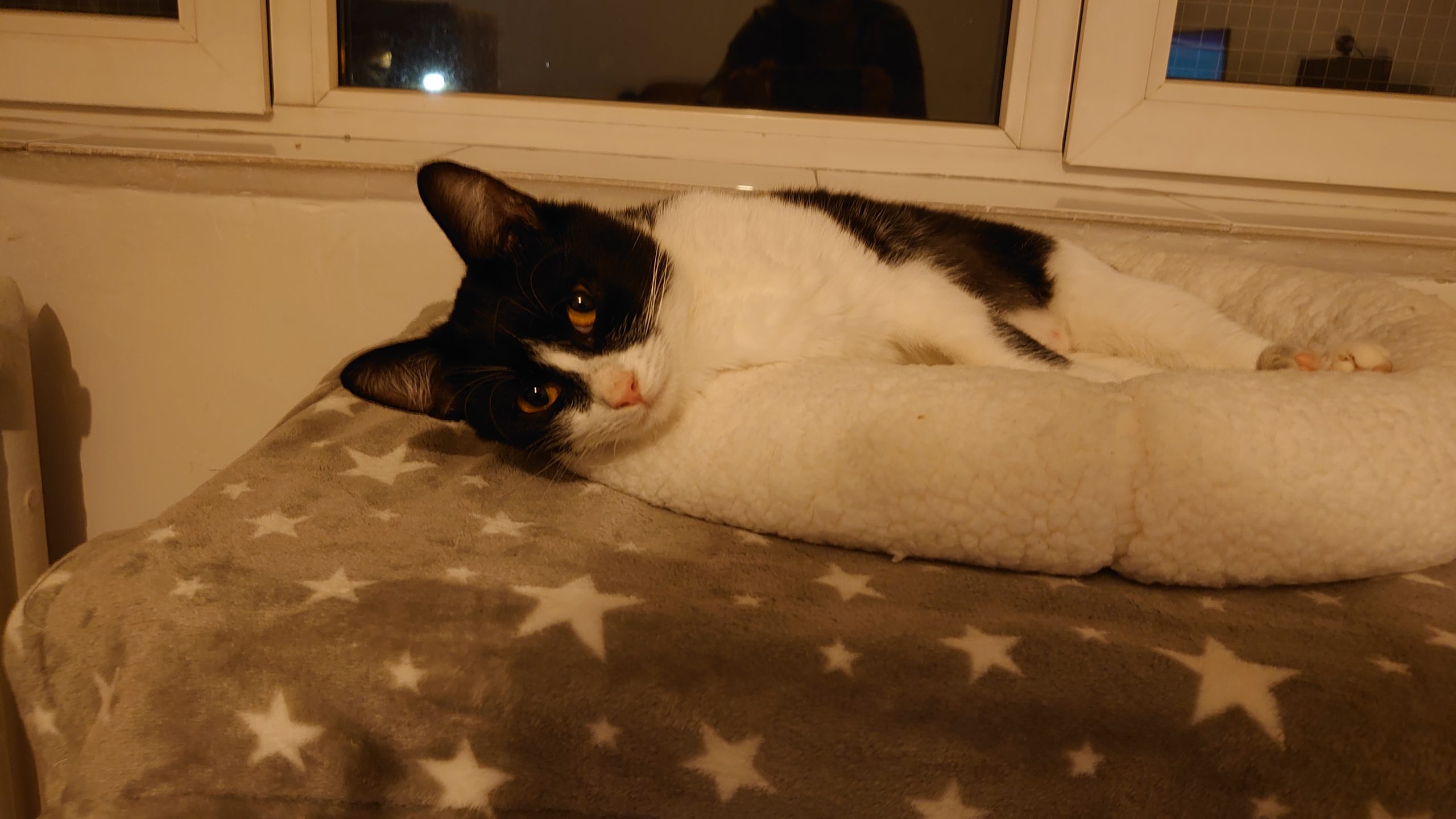 Minunatie spre adoptie