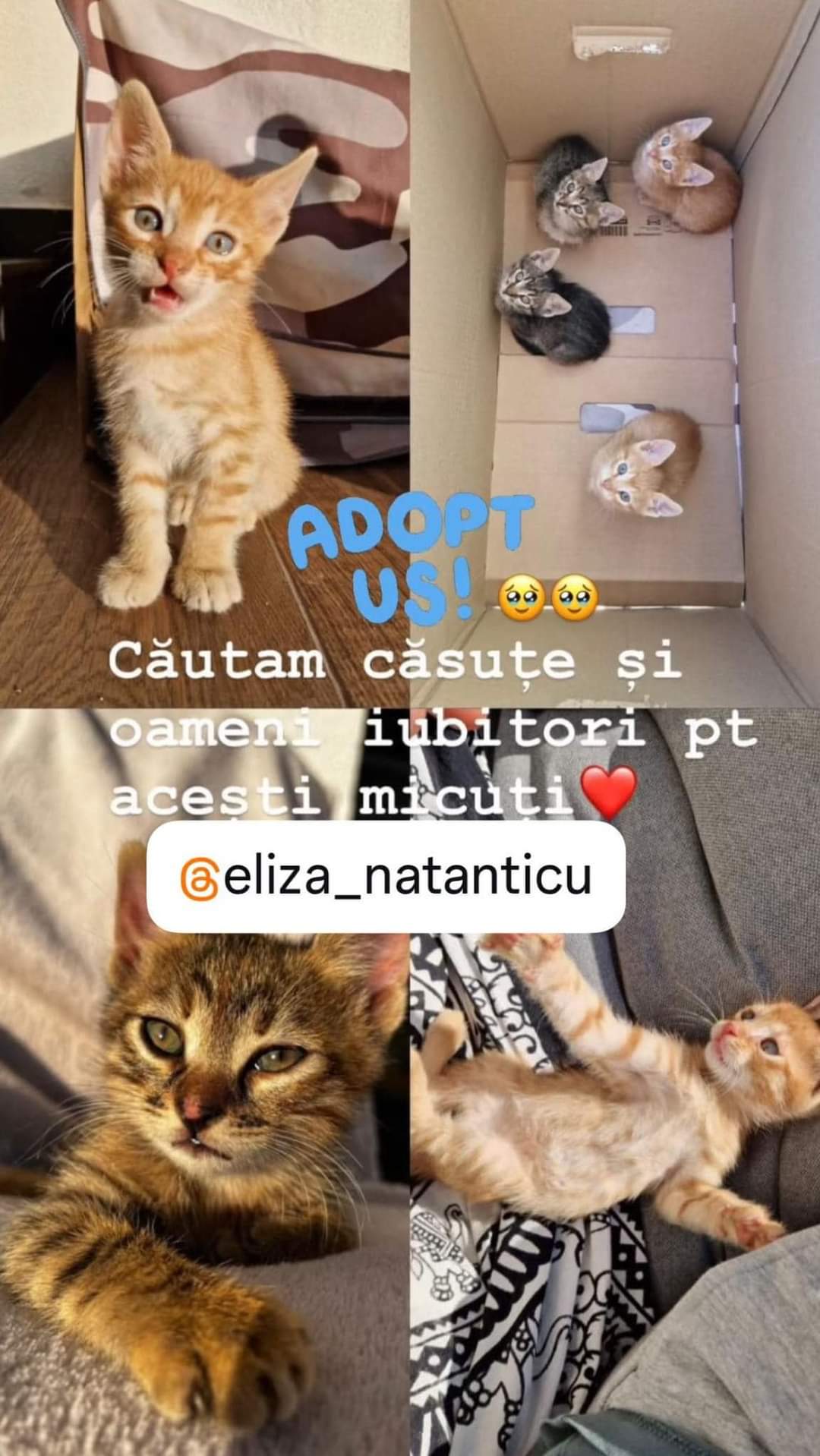 Adopții pisici