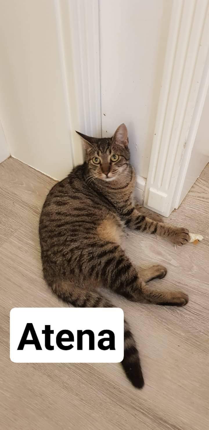 Adopții pisici