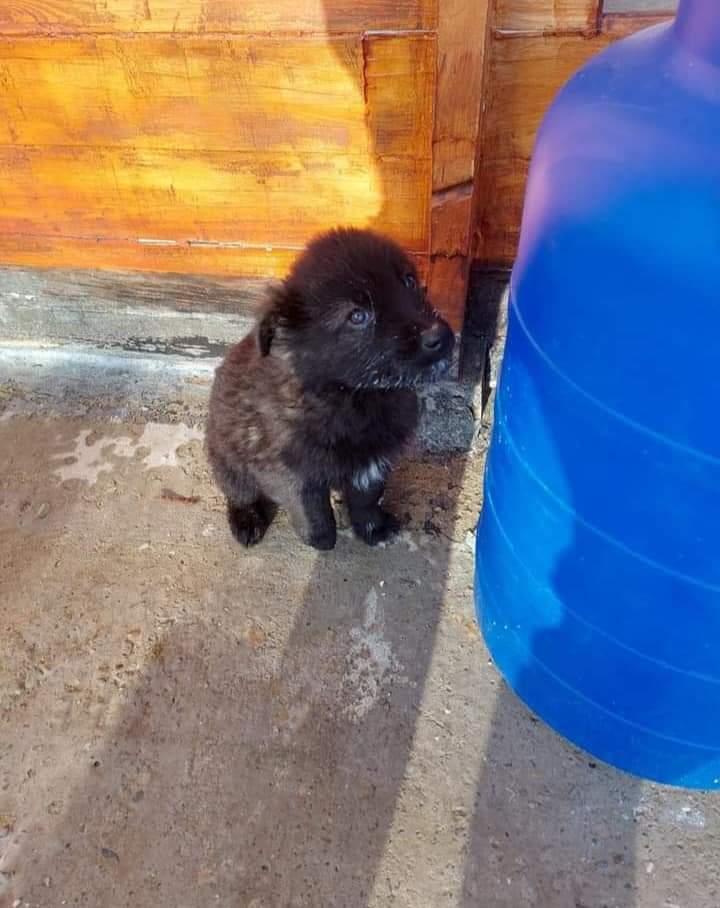 Adopții caini
