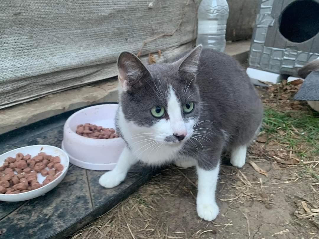 Adopții pisici