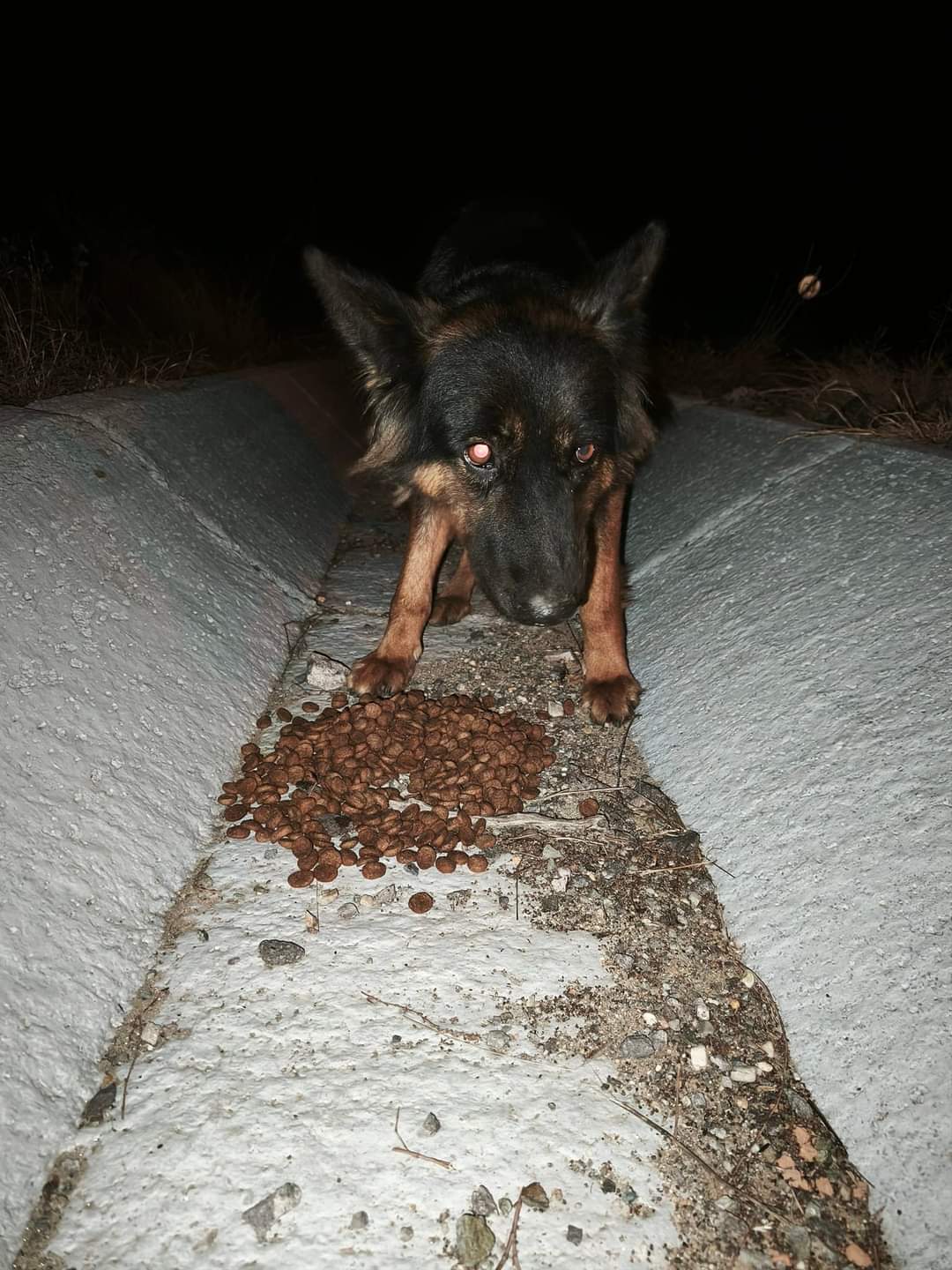 Adopții caini