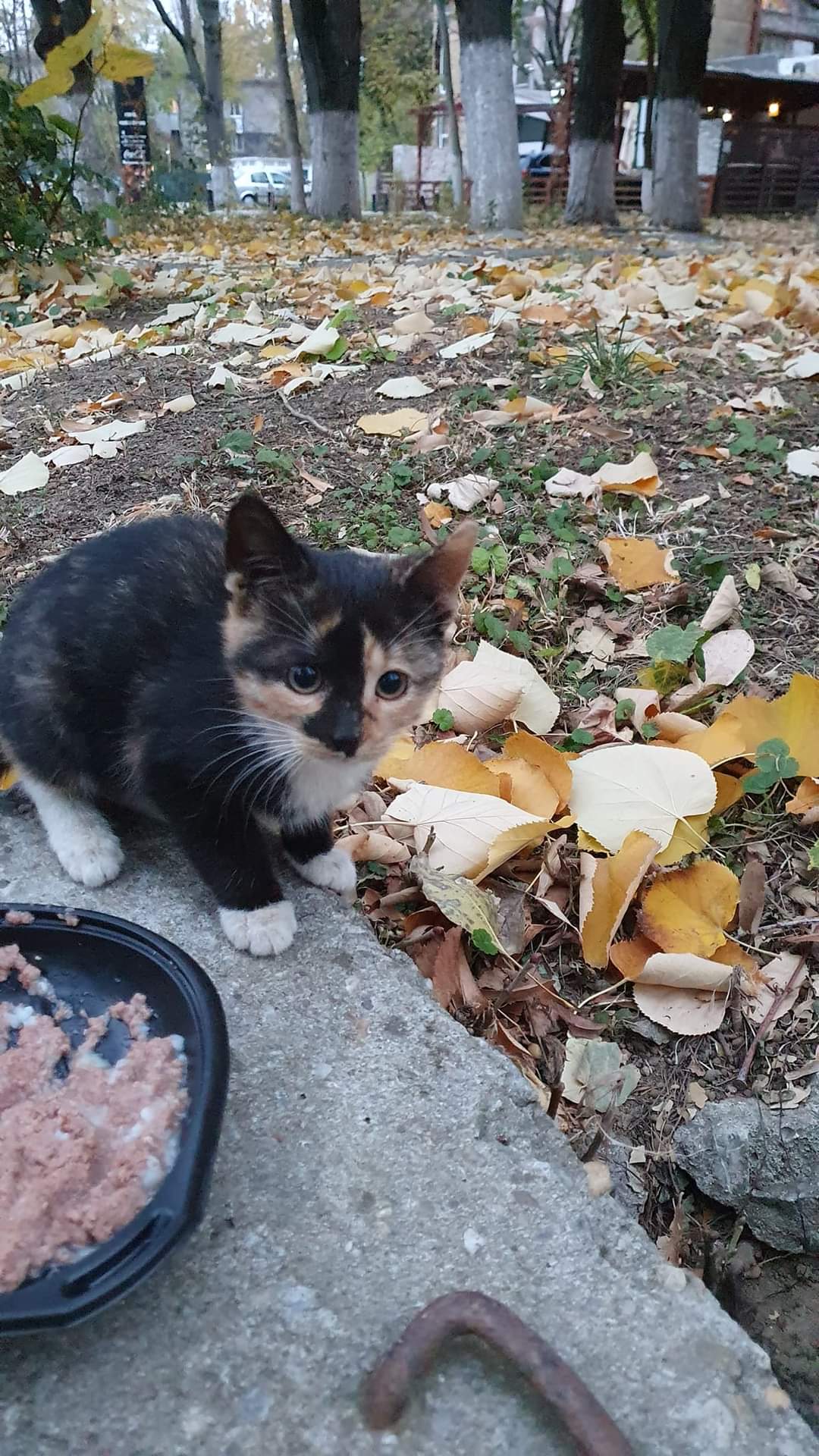 Adopții pisici