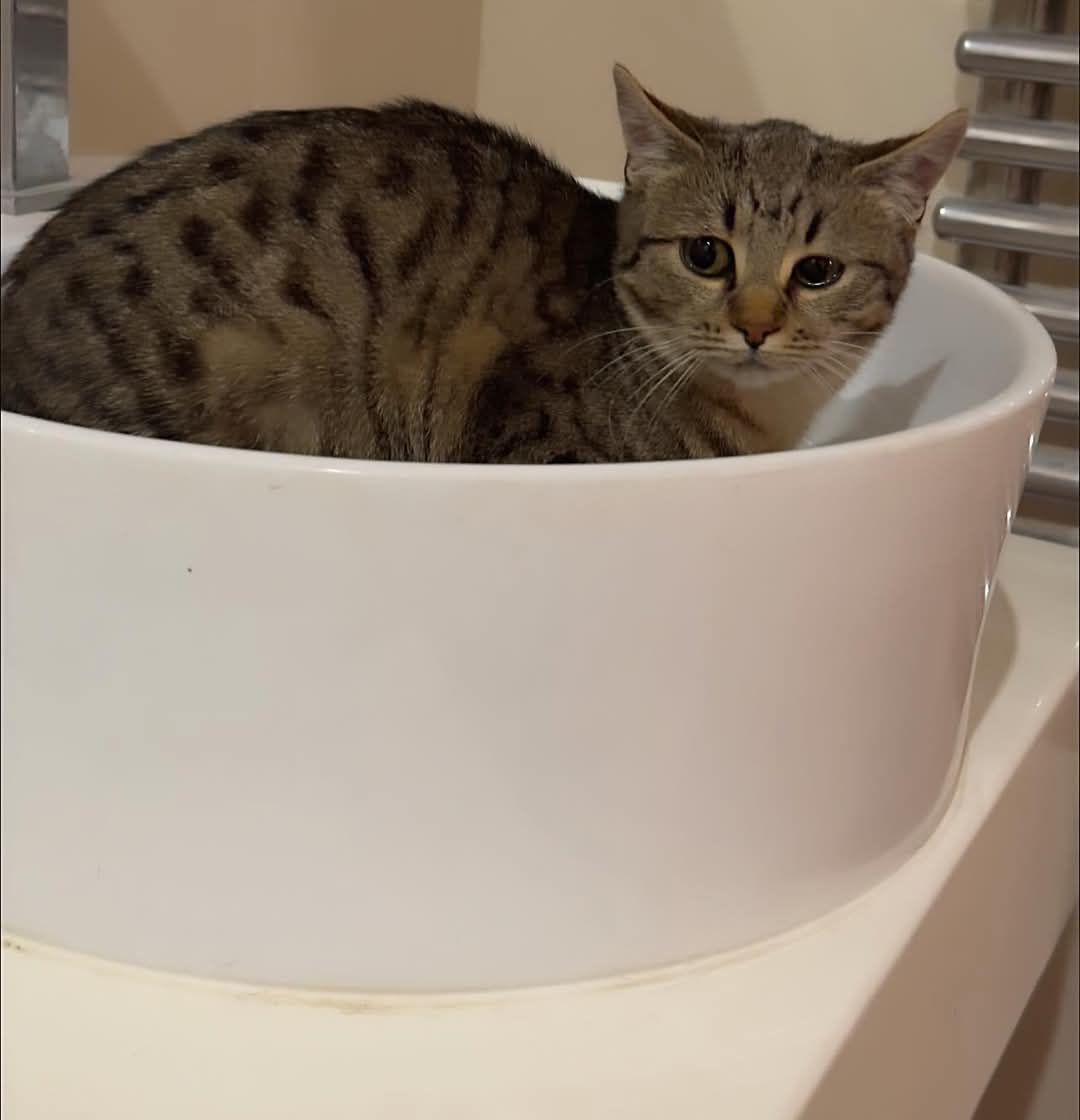 Adopții pisici