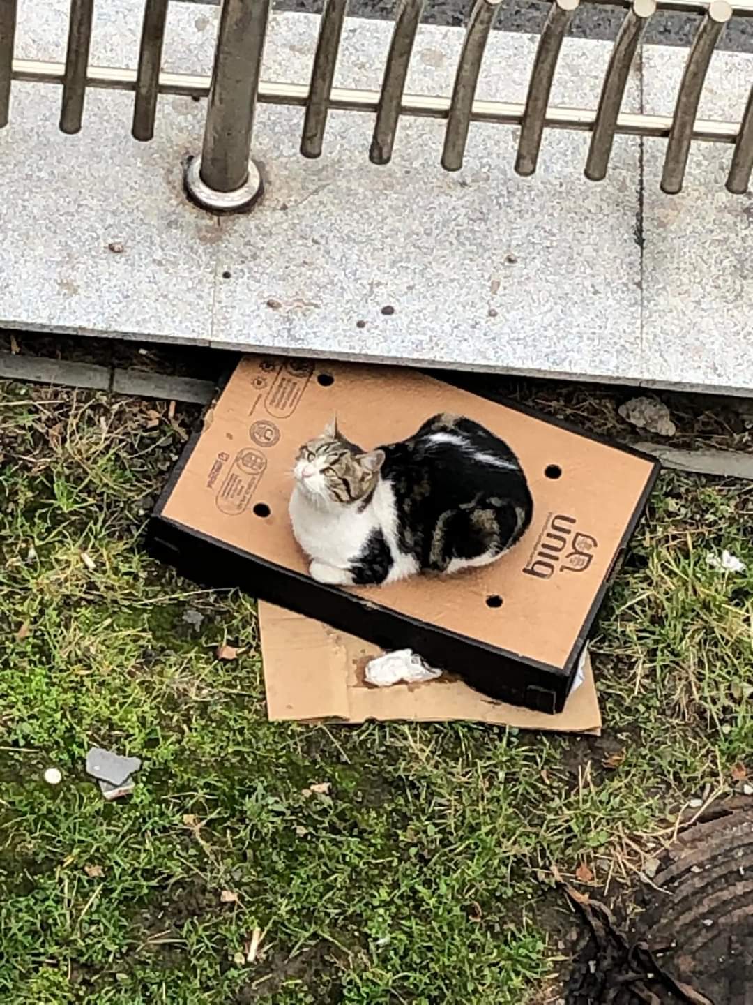 Adopții pisici