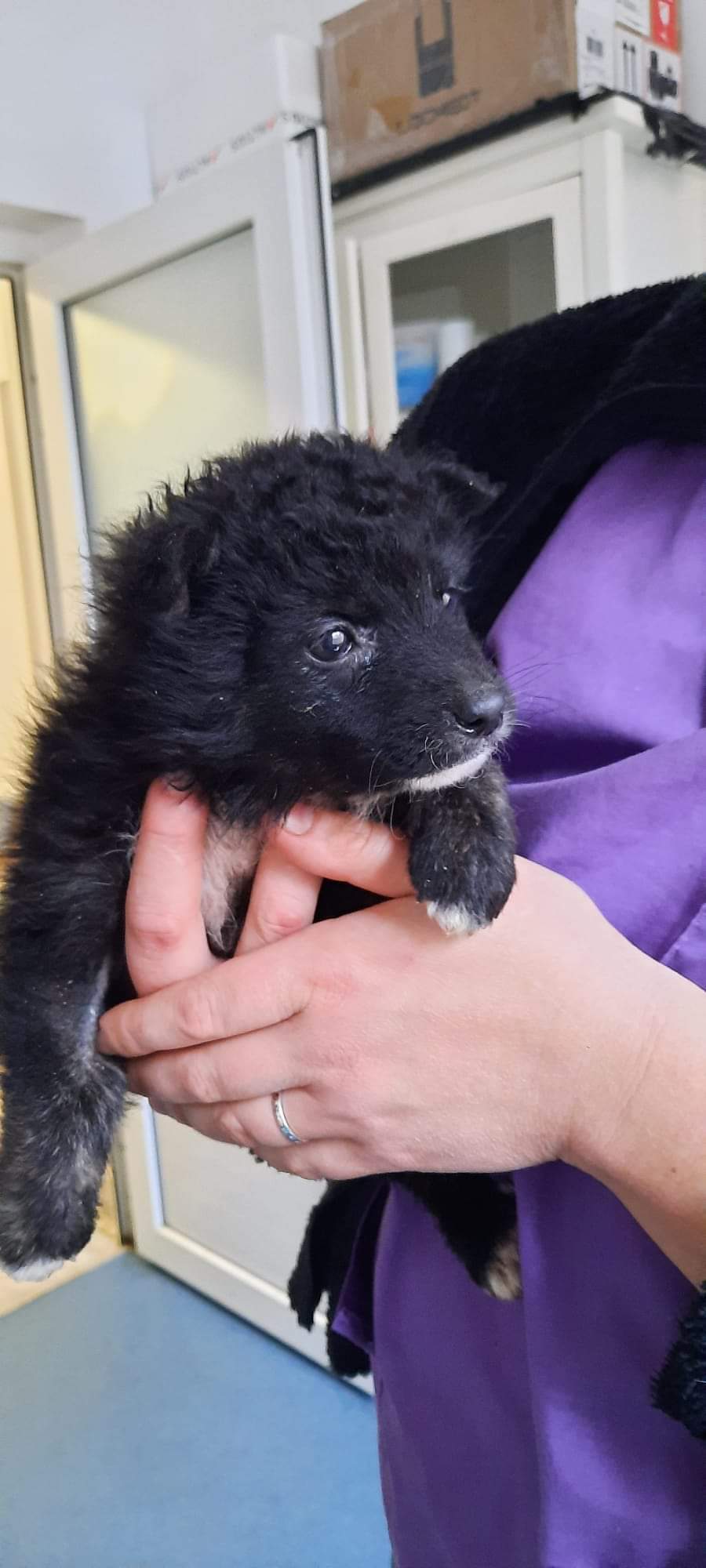 Adopții catei