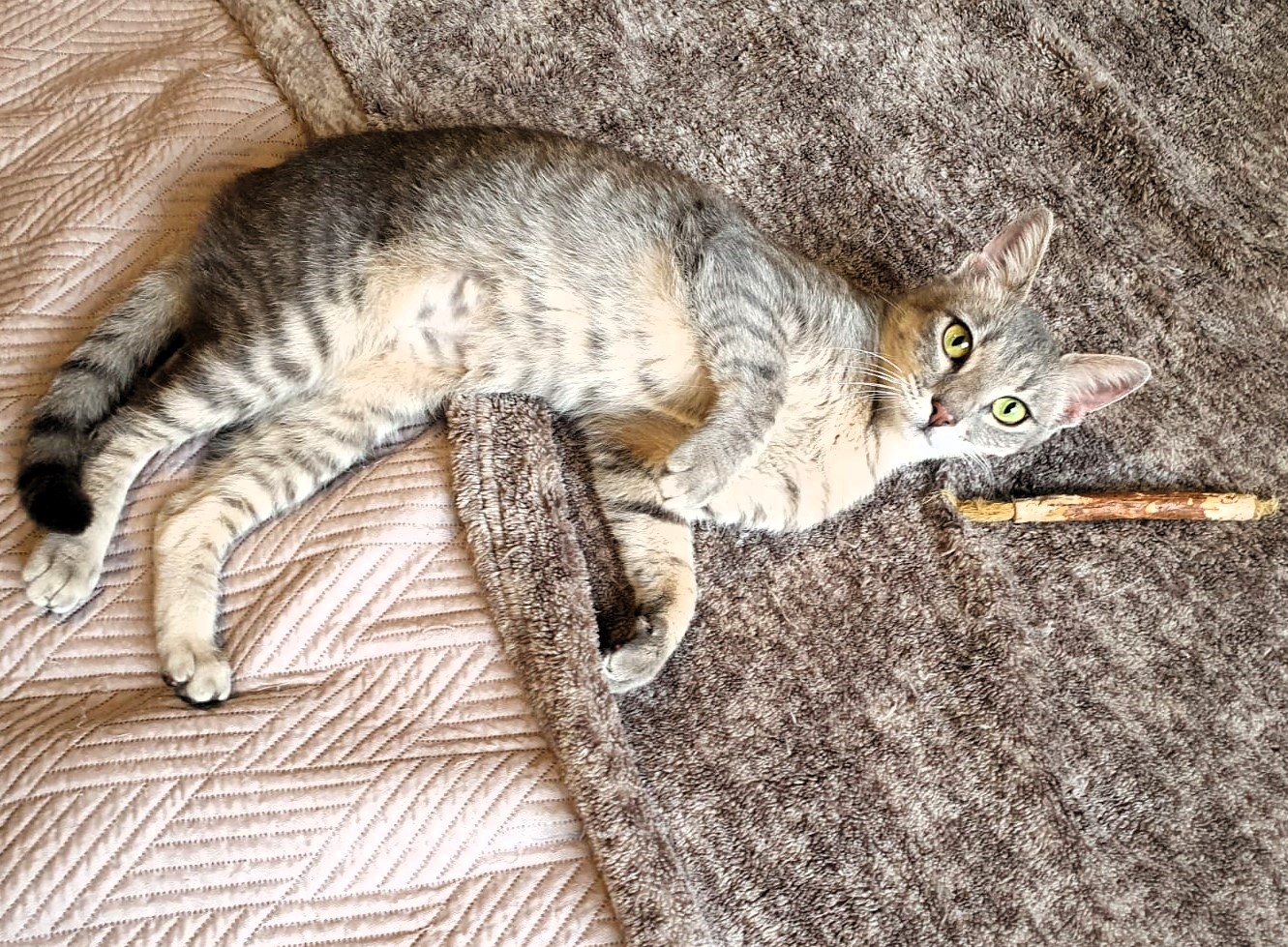 HAZEL își caută omul ei