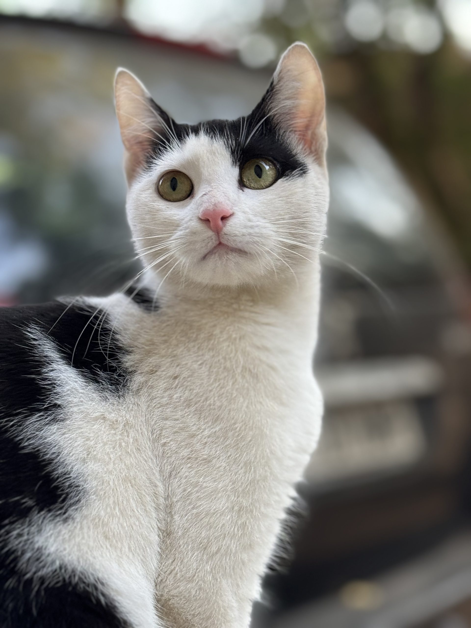 Adopție Urgentă pentru Micuța‼️