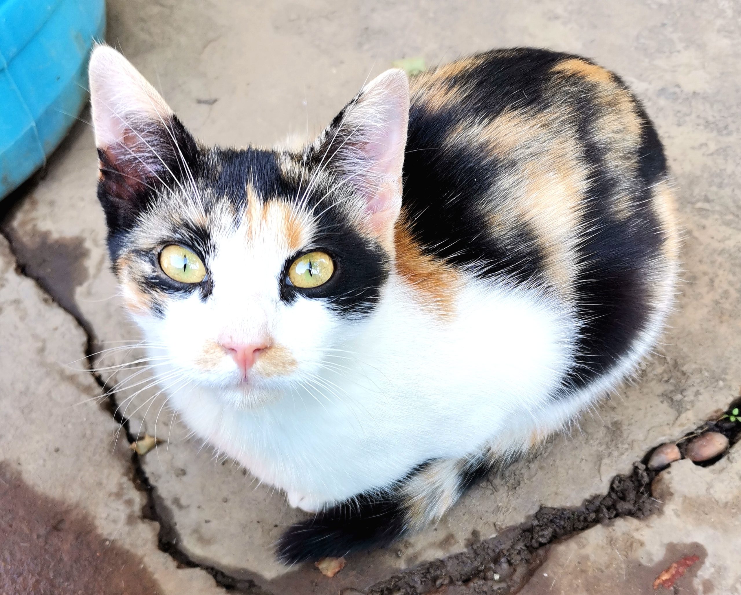 Pisicuta calico 5 luni