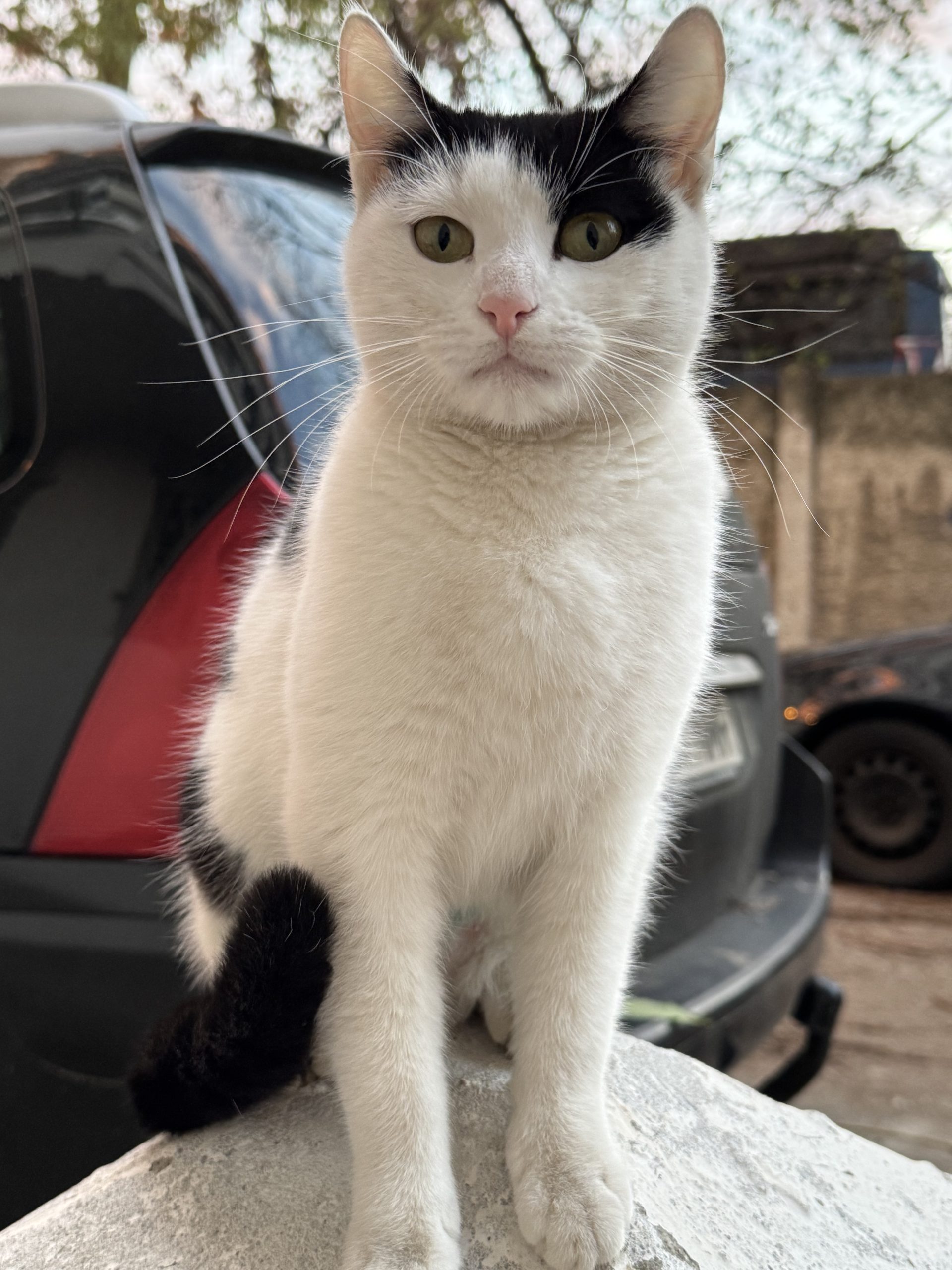 Adopție Urgentă pentru Micuța!💖