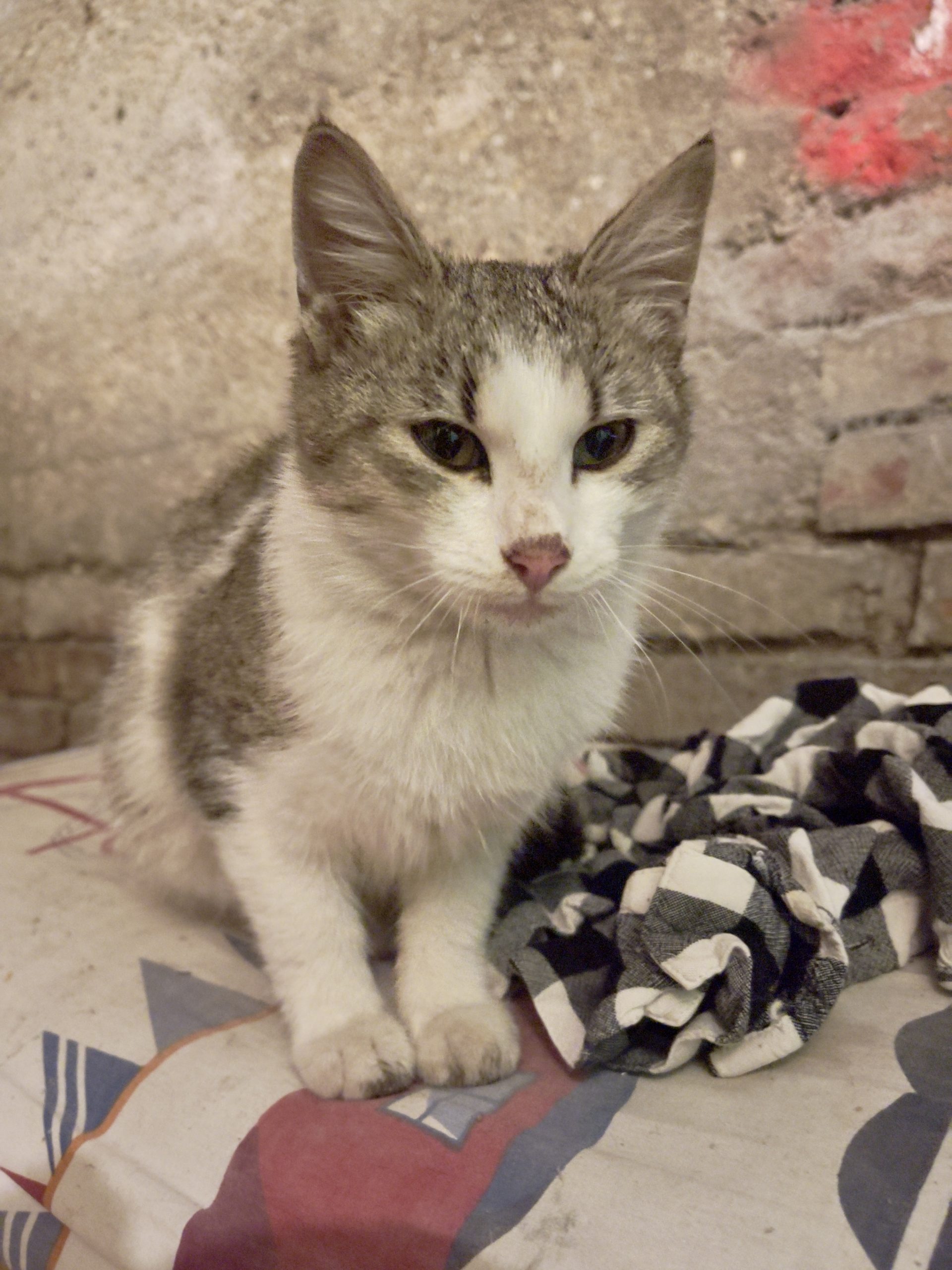 MOTĂNEL PUI către adopție,vârsta 2-3 luni, pentru familie iubitoare!