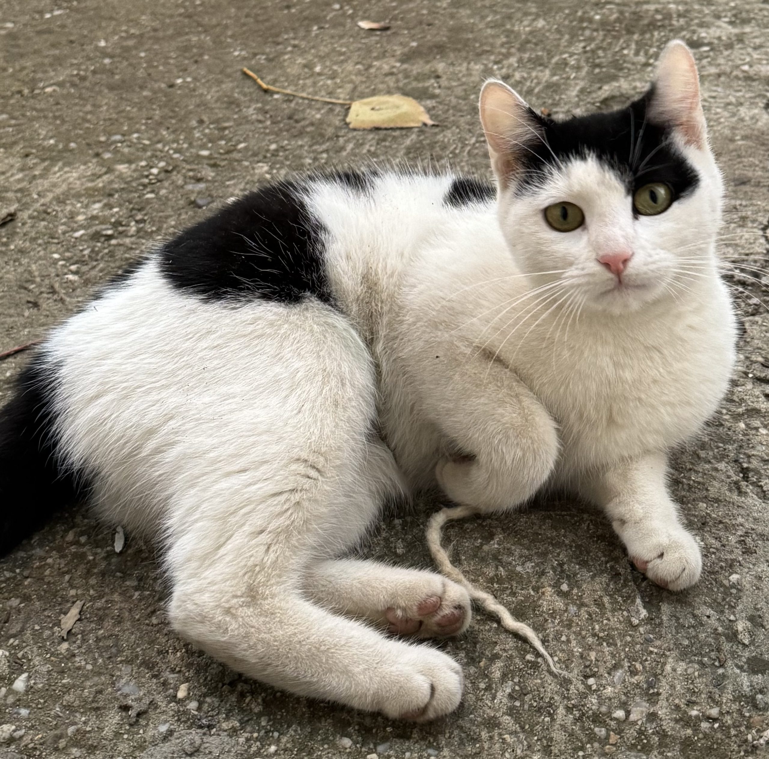 Adopție Urgentă‼️‼️‼️‼️
